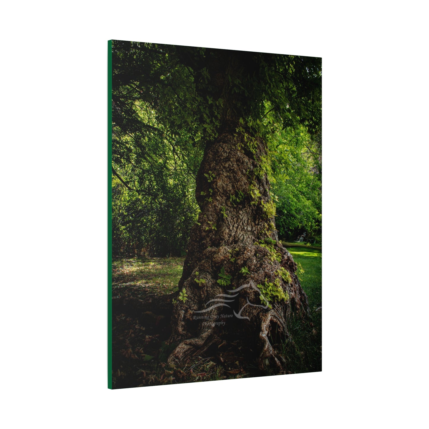 Natural Green Tree Canvas