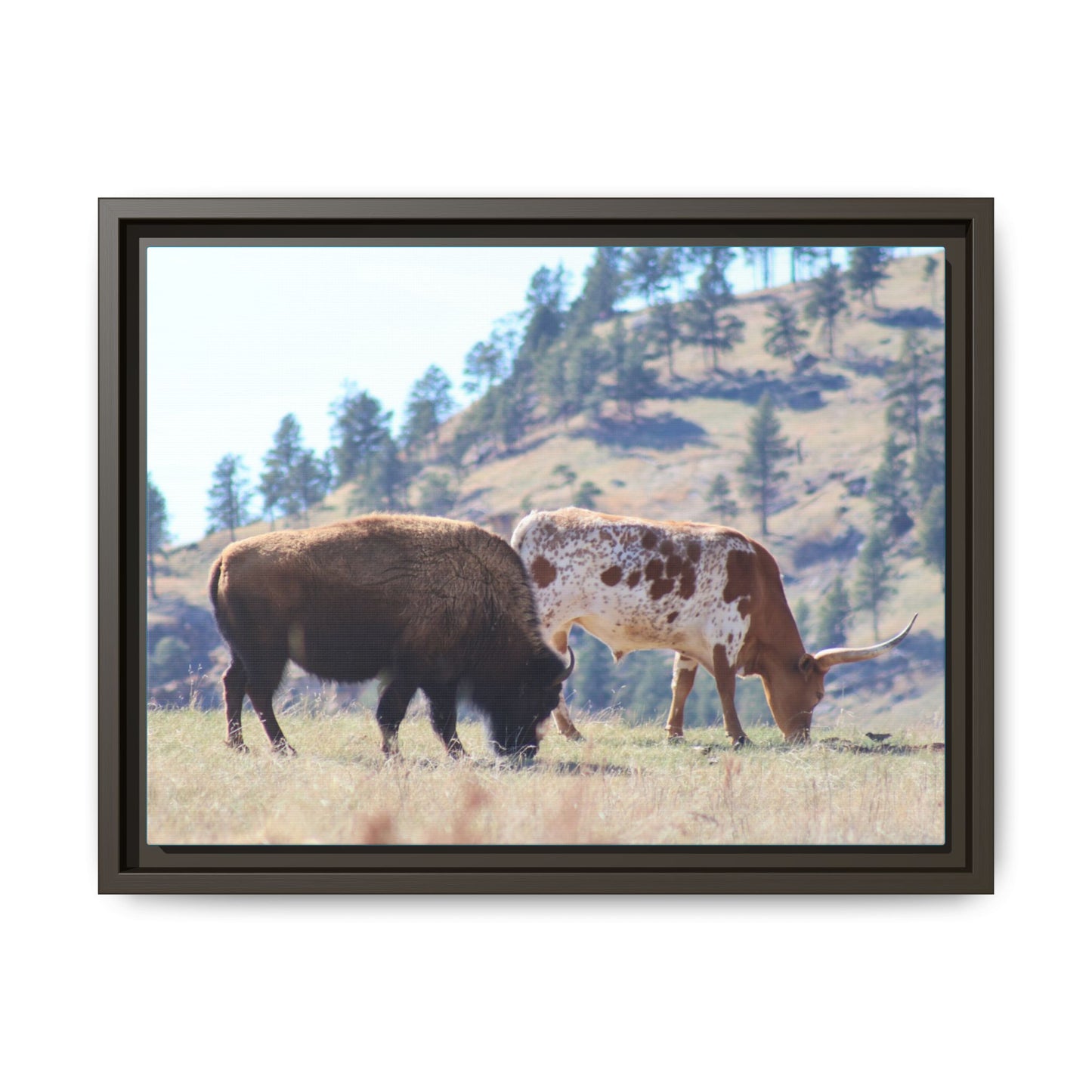 Long Horn and Buffalo Framed Canvas
