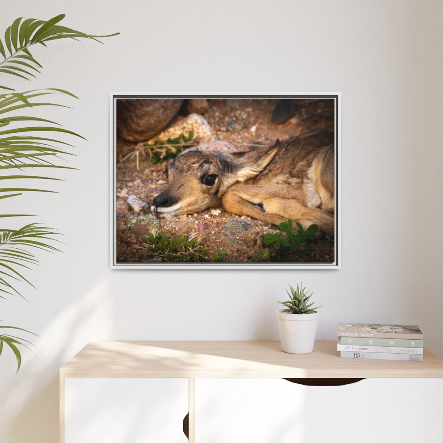 Baby Antelope Framed Canvas