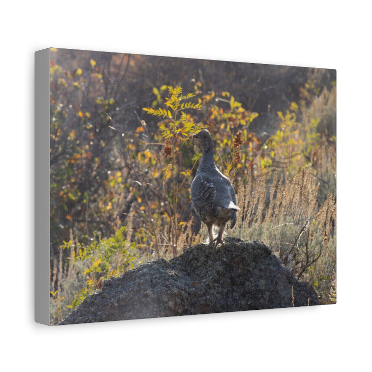 Wyoming Sage Grouse Canvas