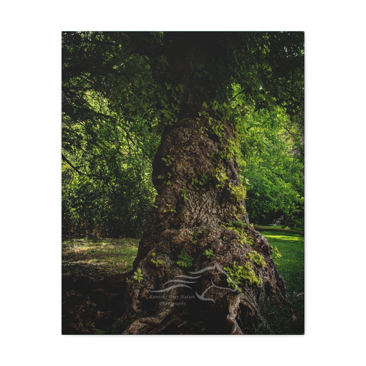 Natural Green Tree Canvas