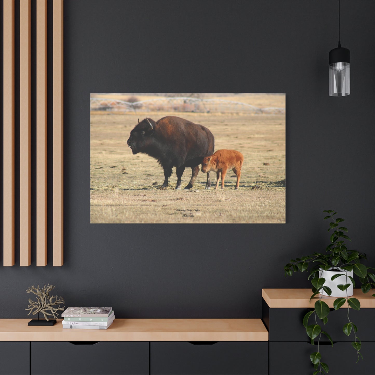 Momma and Baby Buffalo Matte Canvas, Stretched, 1.25"