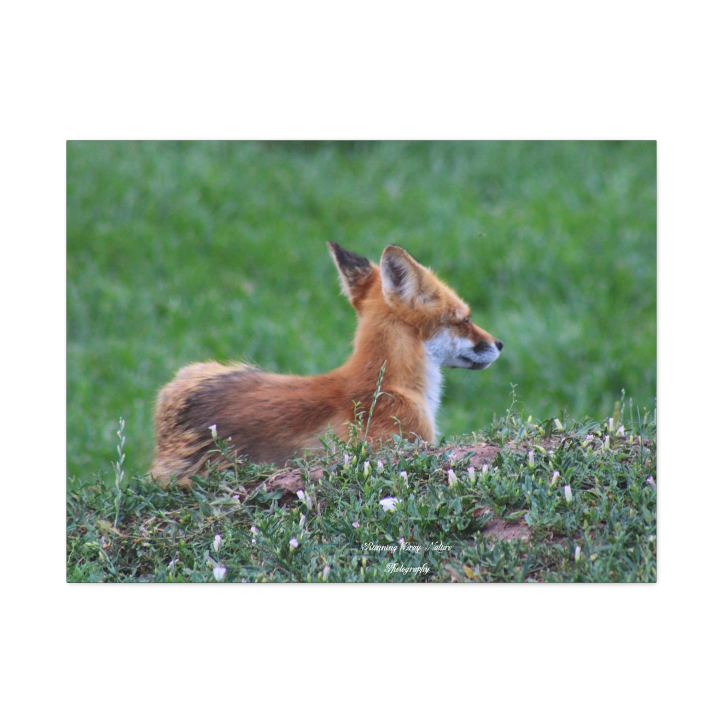 Red Tail Fox Matte Canvas, Stretched, 1.25"