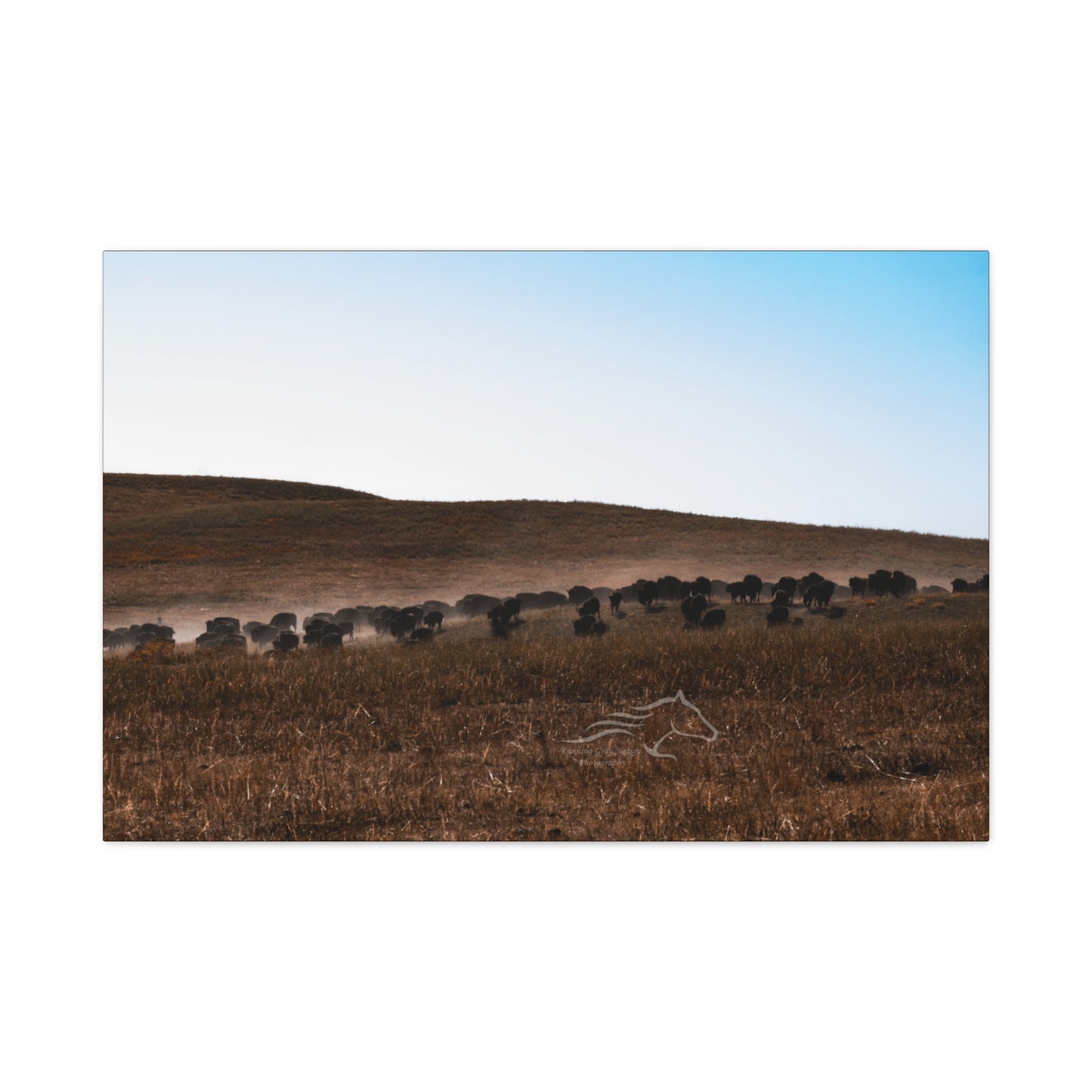 Buffalo Herd Canvas