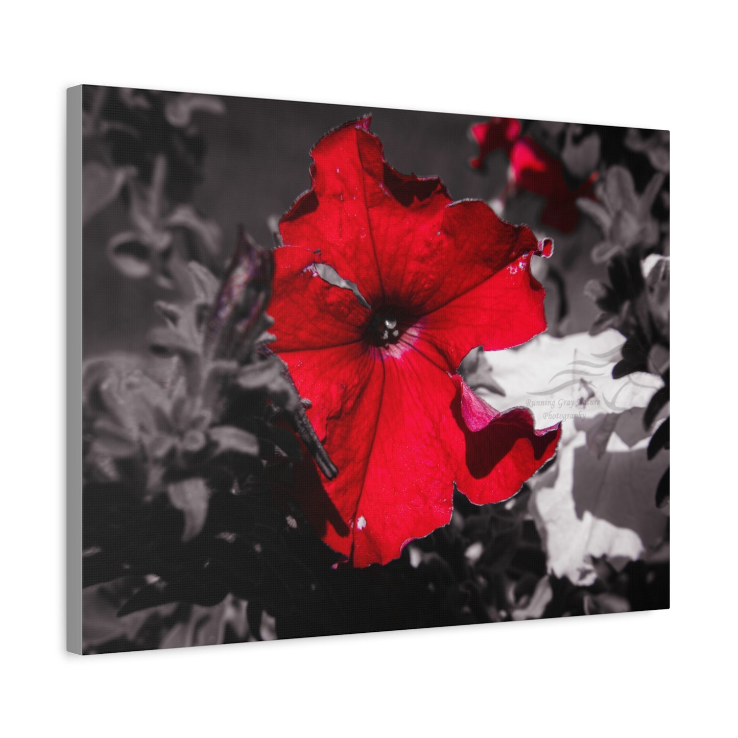 Black and Red Flower Canvas