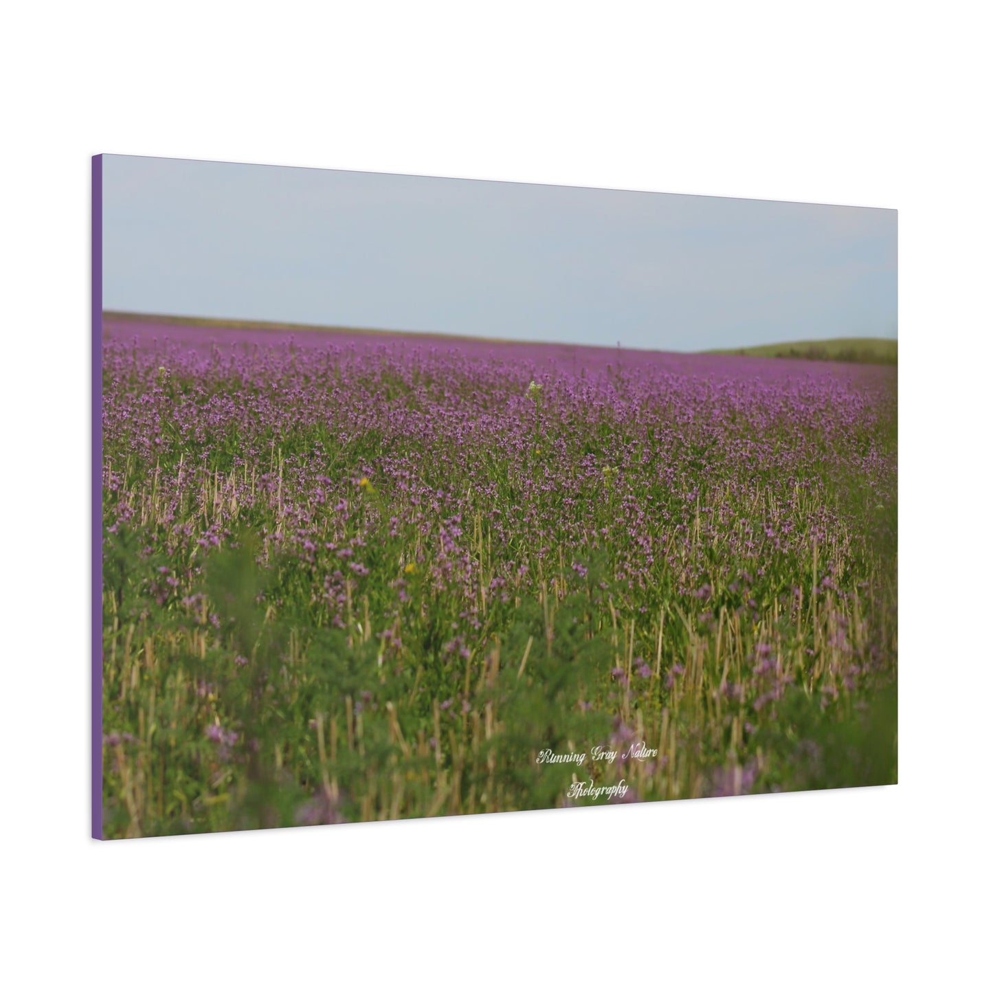 Purple Dead Nettle Field Matte Canvas, Stretched, 1.25"