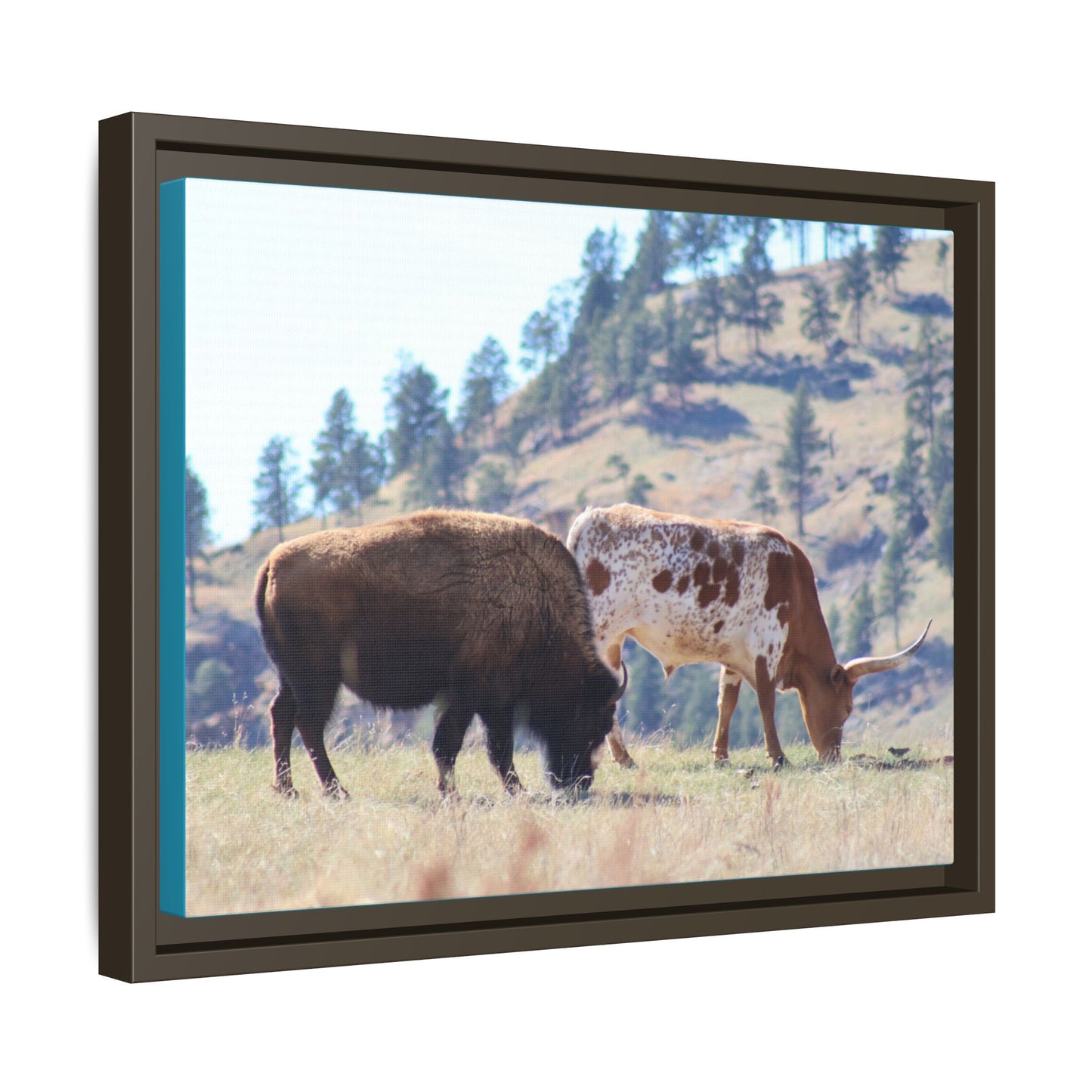 Long Horn and Buffalo Framed Canvas