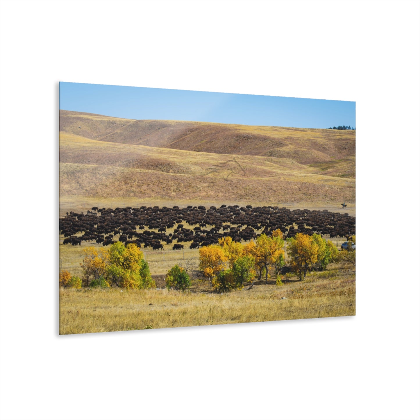 Final look Buffalo Round Up