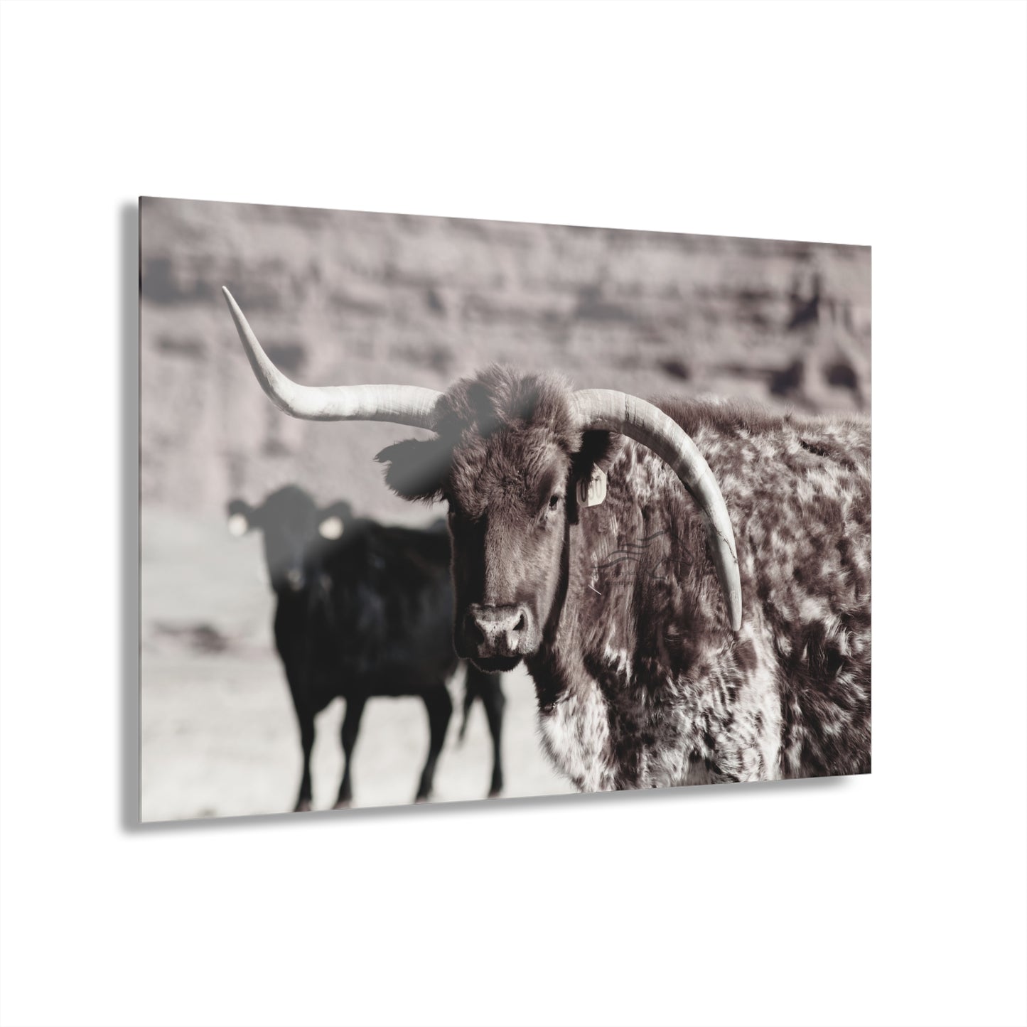 Rustic Longhorn Acrylic
