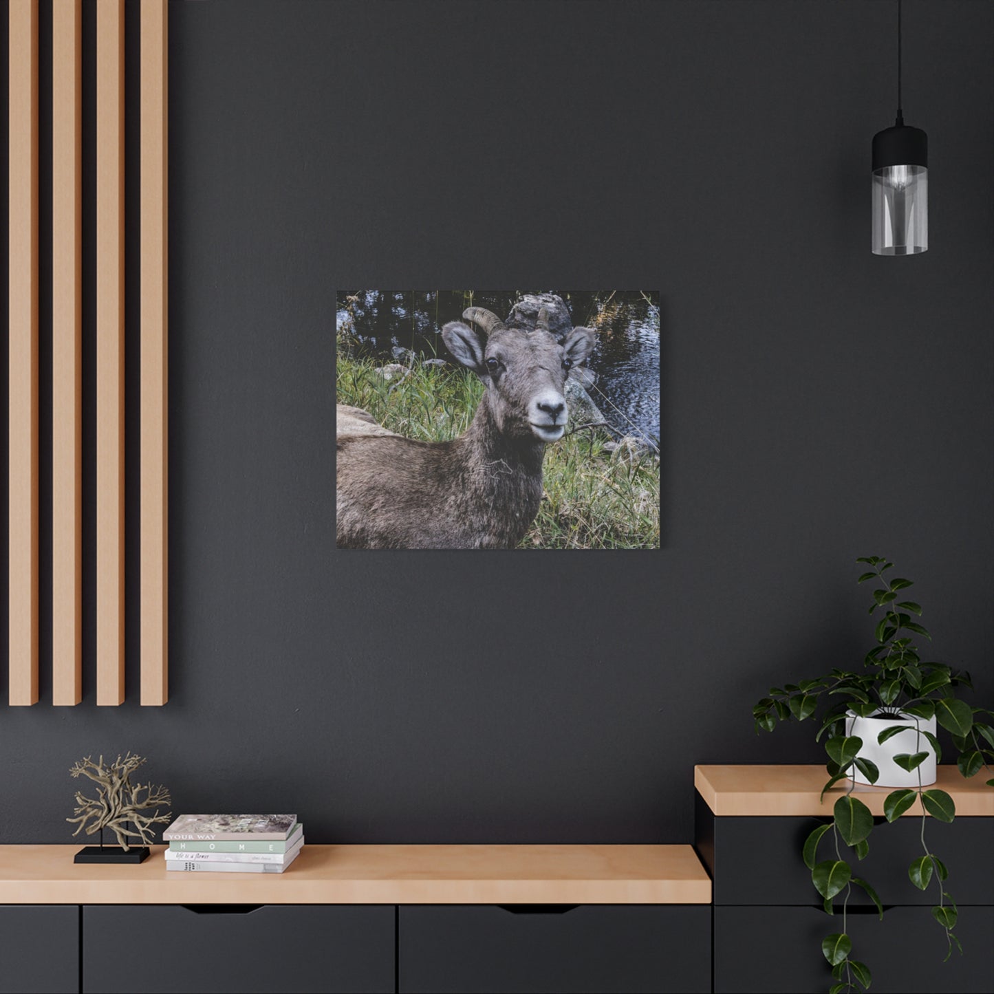 Big Horn Sheep Canvas