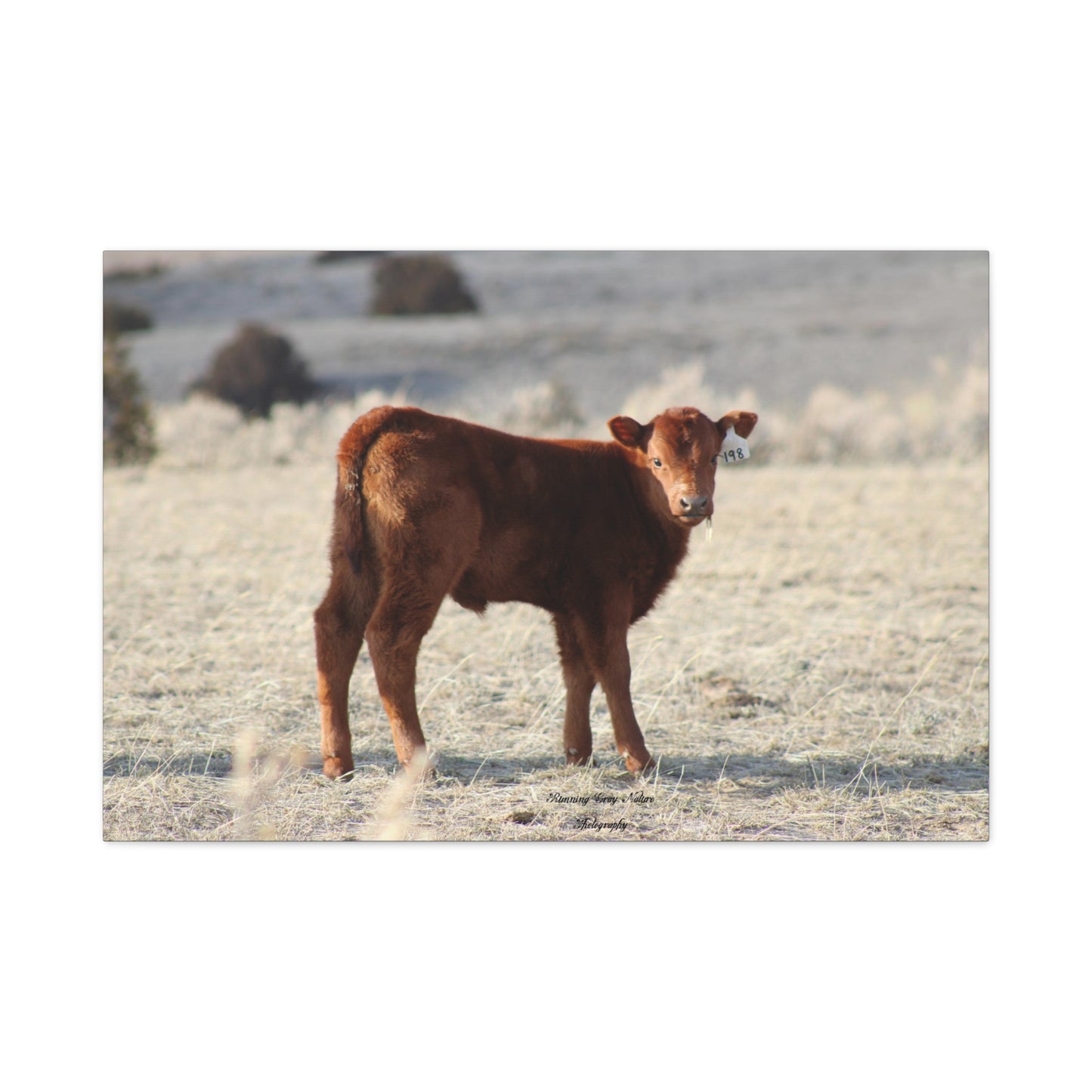 Baby Calf 198 Matte Canvas, Stretched, 1.25"