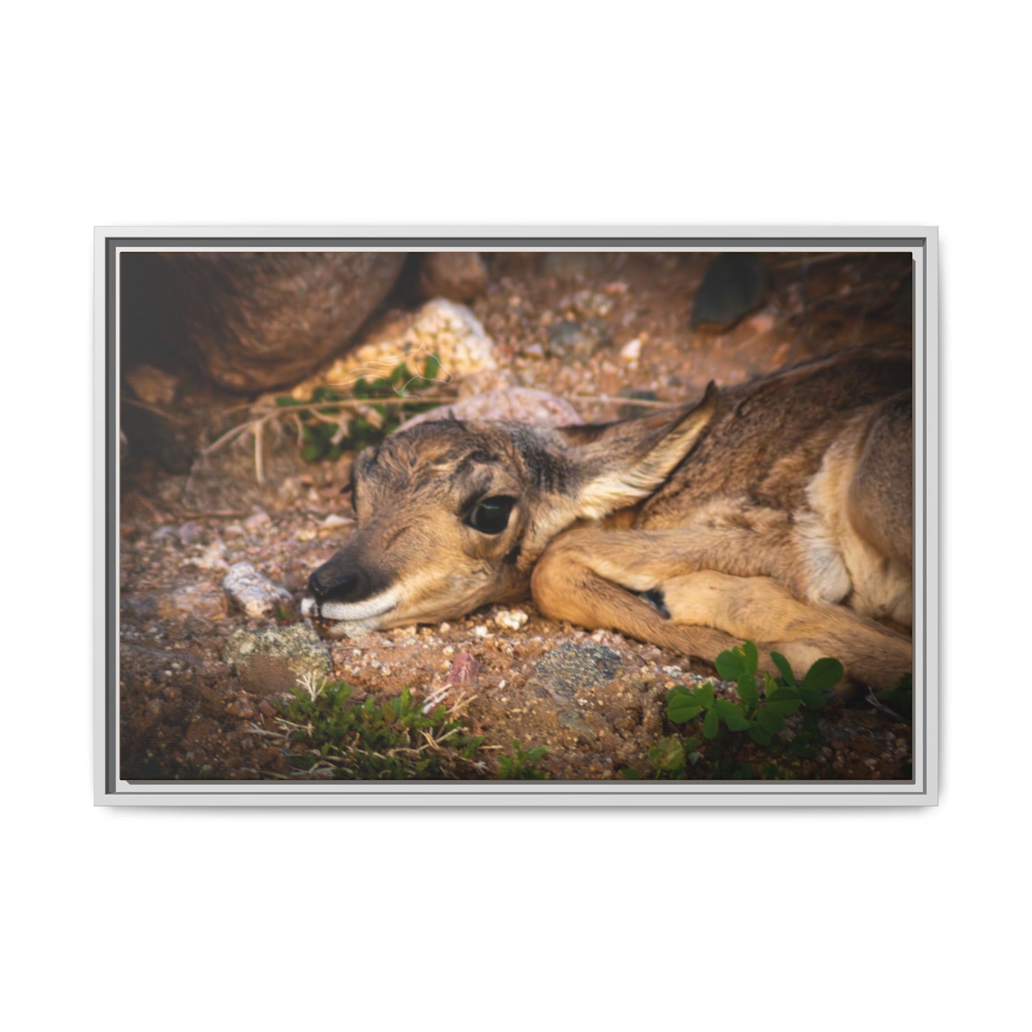 Baby Antelope Framed Canvas