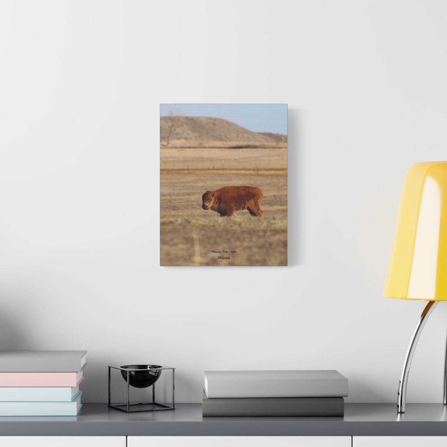 Baby Buffalo Matte Canvas, Stretched, 1.25"