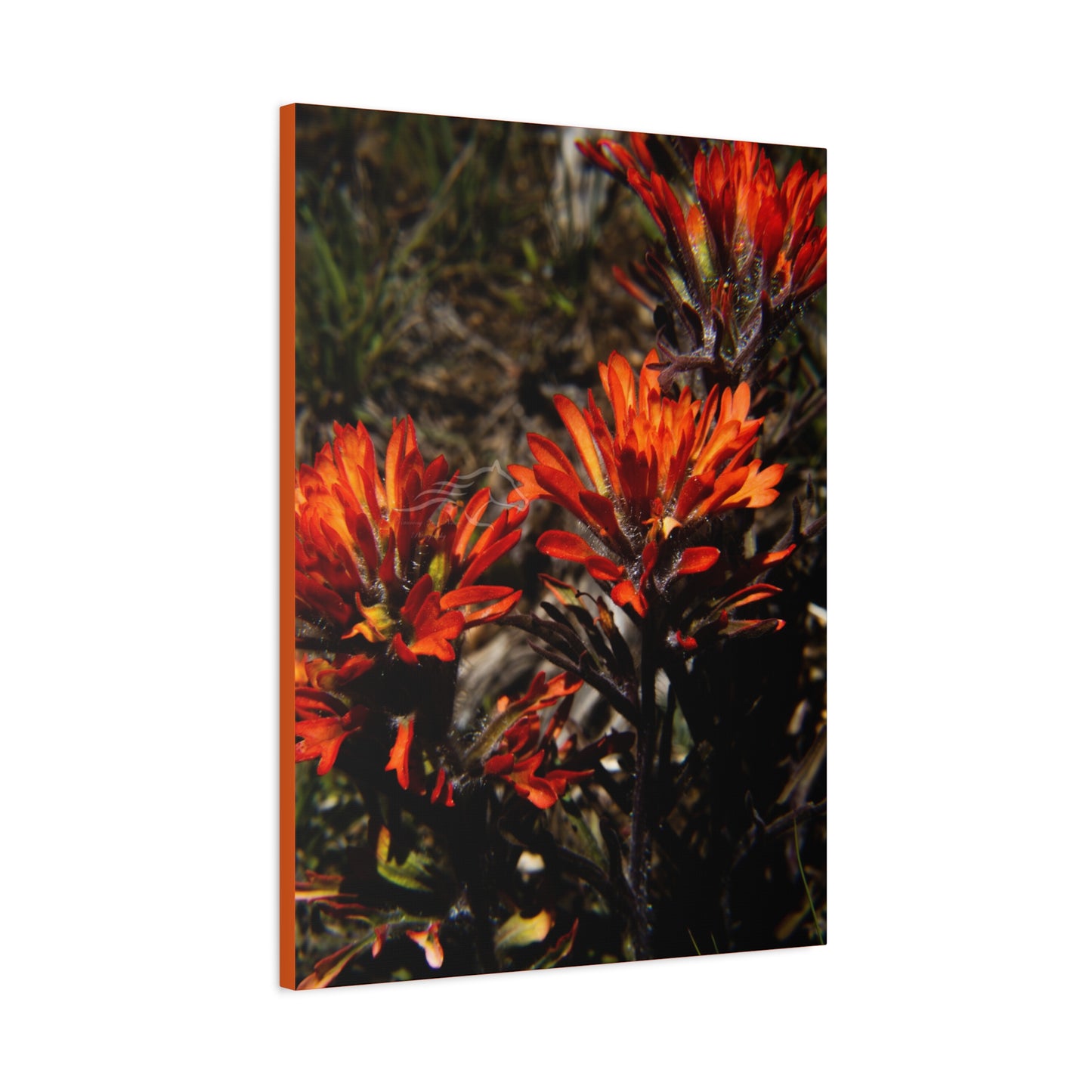 Indian Paint Brush Canvas