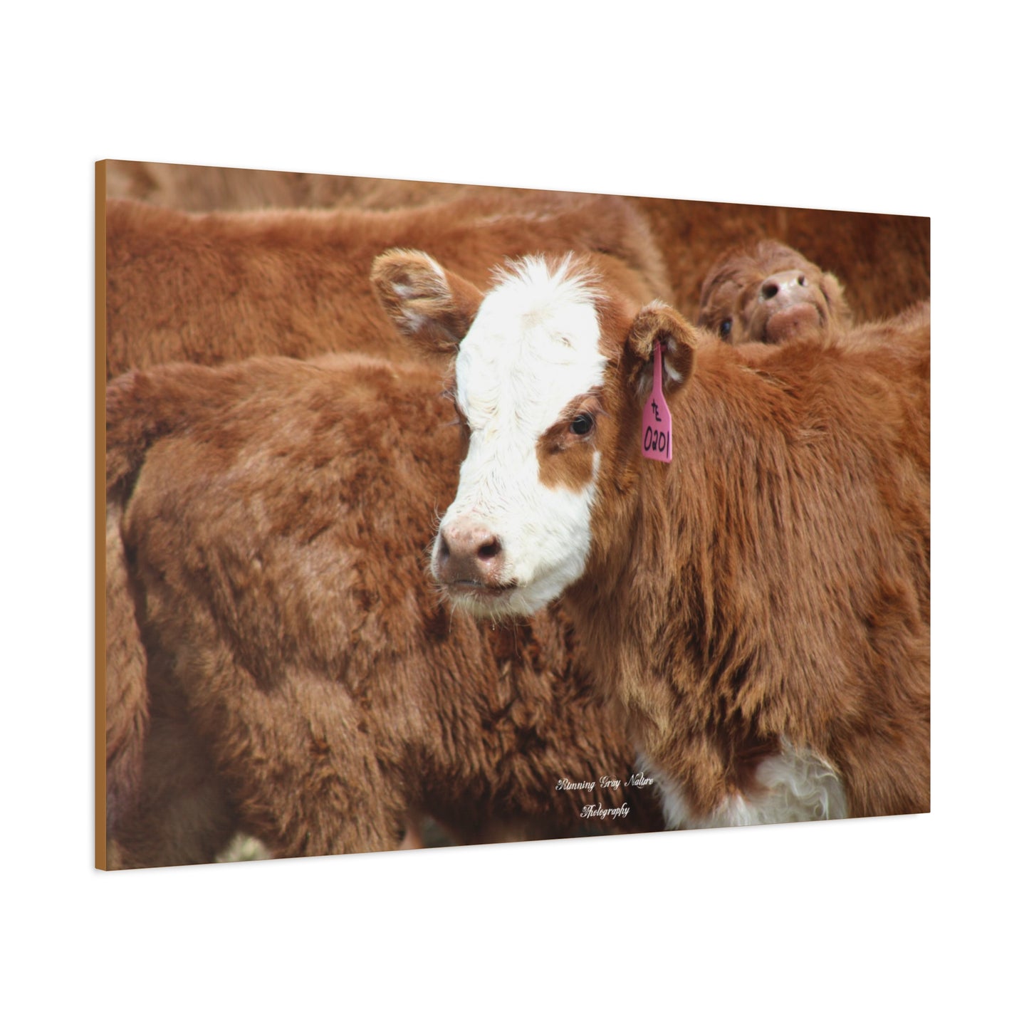 Red, White-Faced Calf Matte Canvas, Stretched, 1.25"