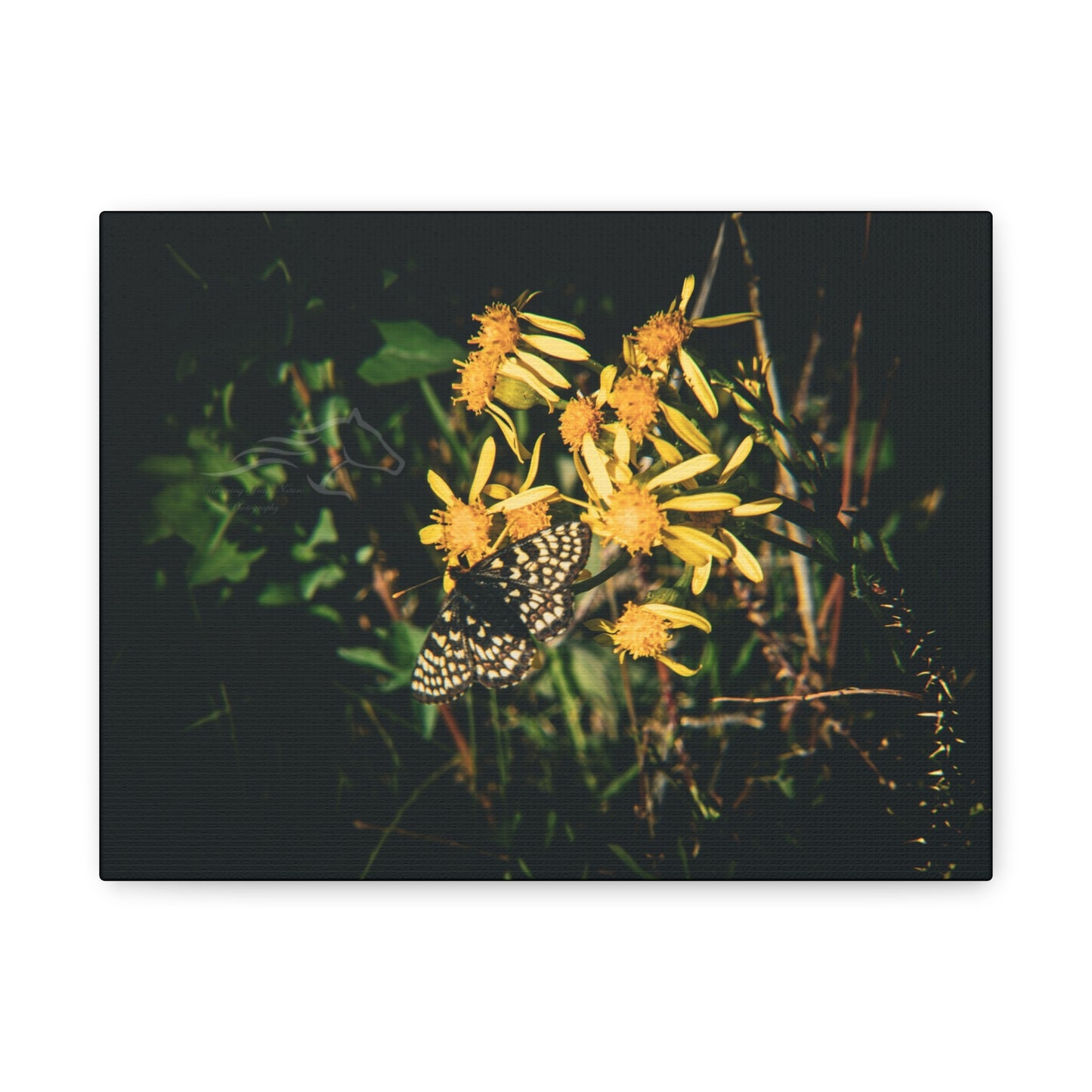 Checkerspot Butterfly Canvas