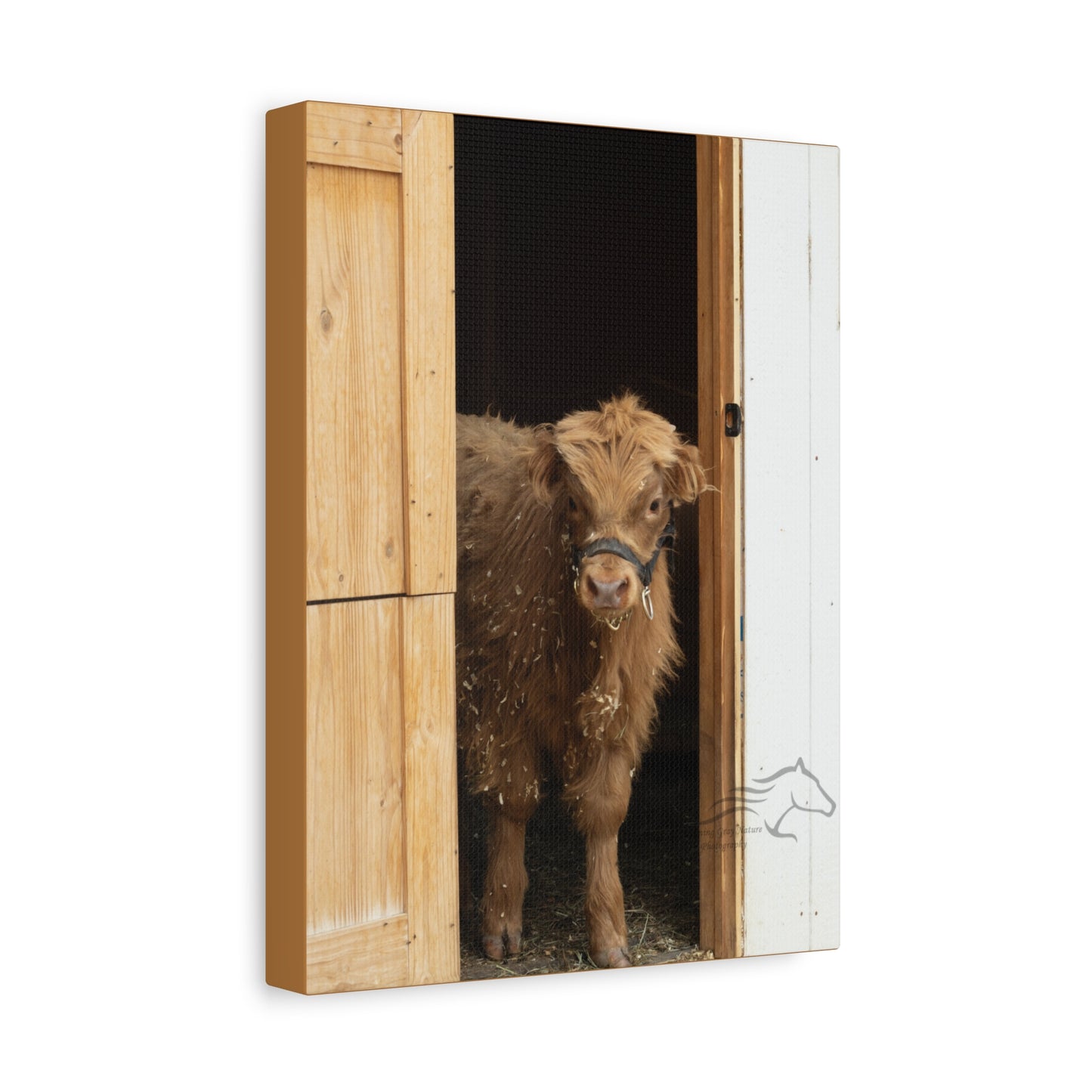 Little Highlander Canvas