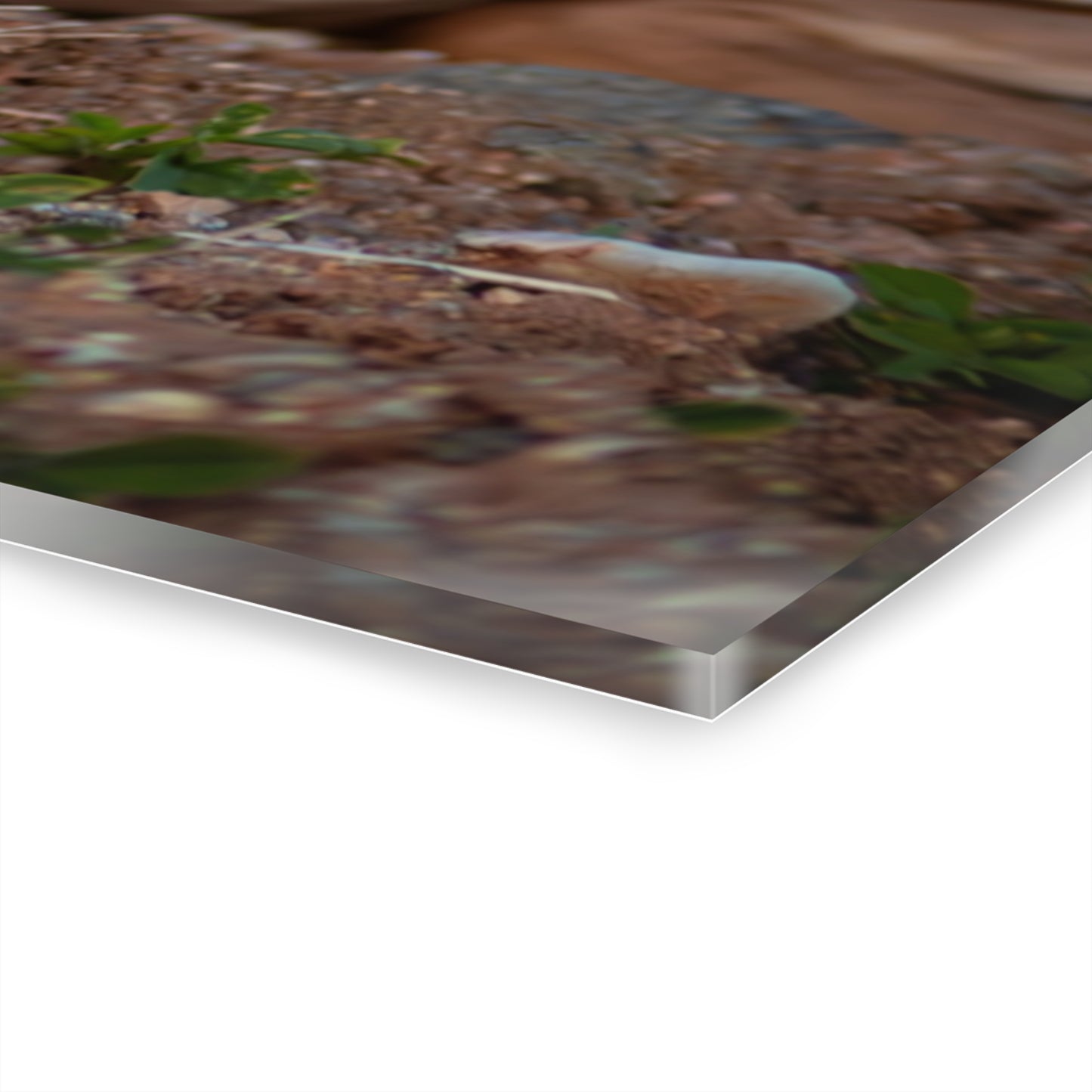 Gentle Antelope Fawn Acrylic