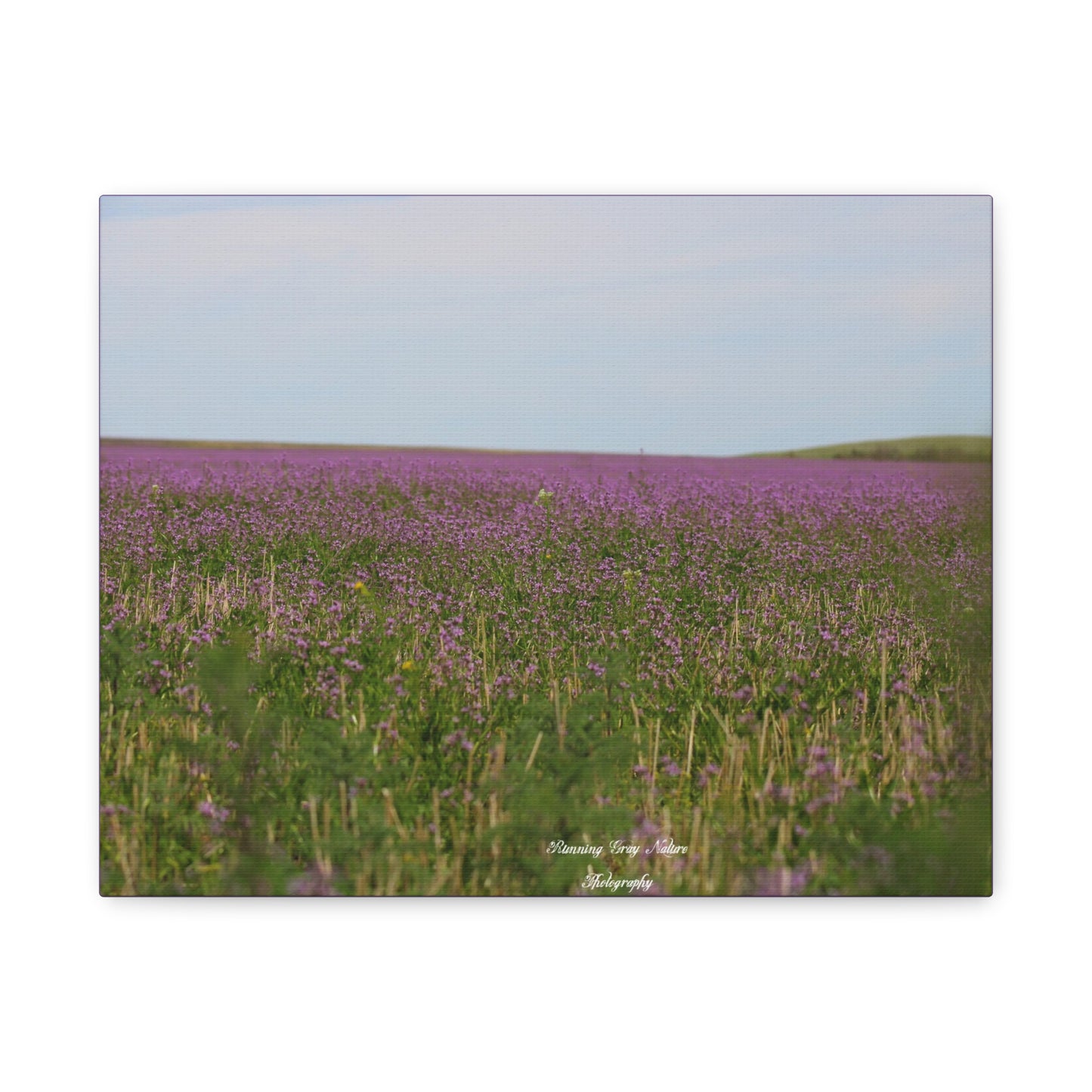 Purple Dead Nettle Field Matte Canvas, Stretched, 1.25"