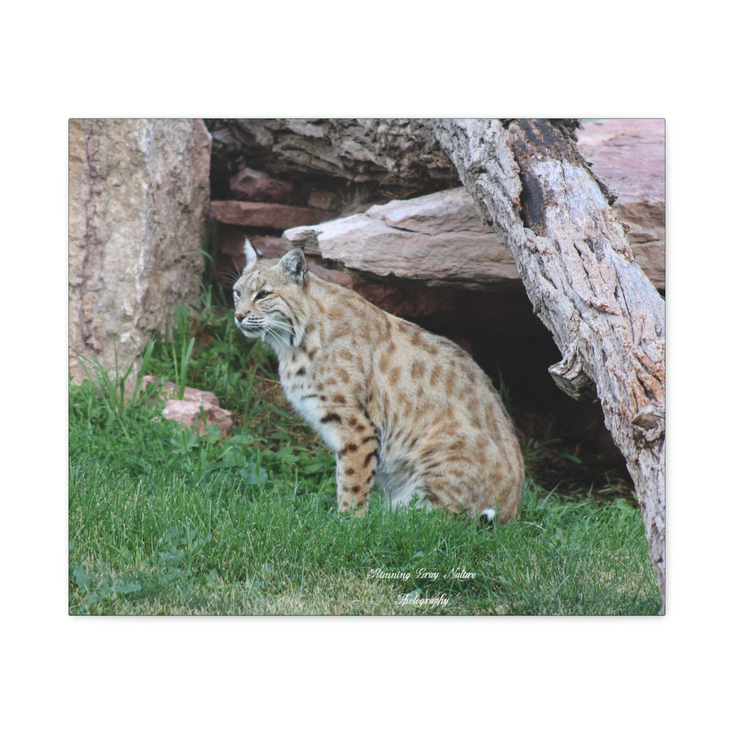 Sitting Bobcat Matte Canvas, Stretched, 1.25"