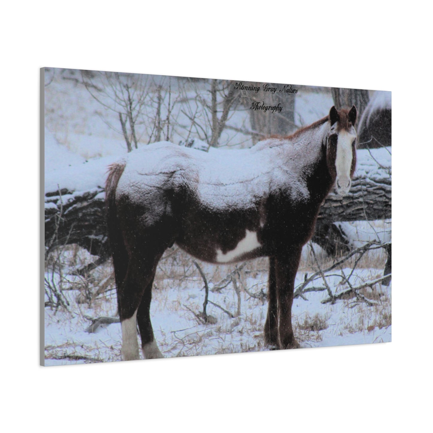 Snow Blanket Horse Matte Canvas, Stretched, 1.25"