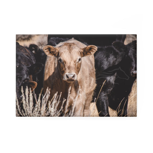 Baby Blonde Calf Magnet