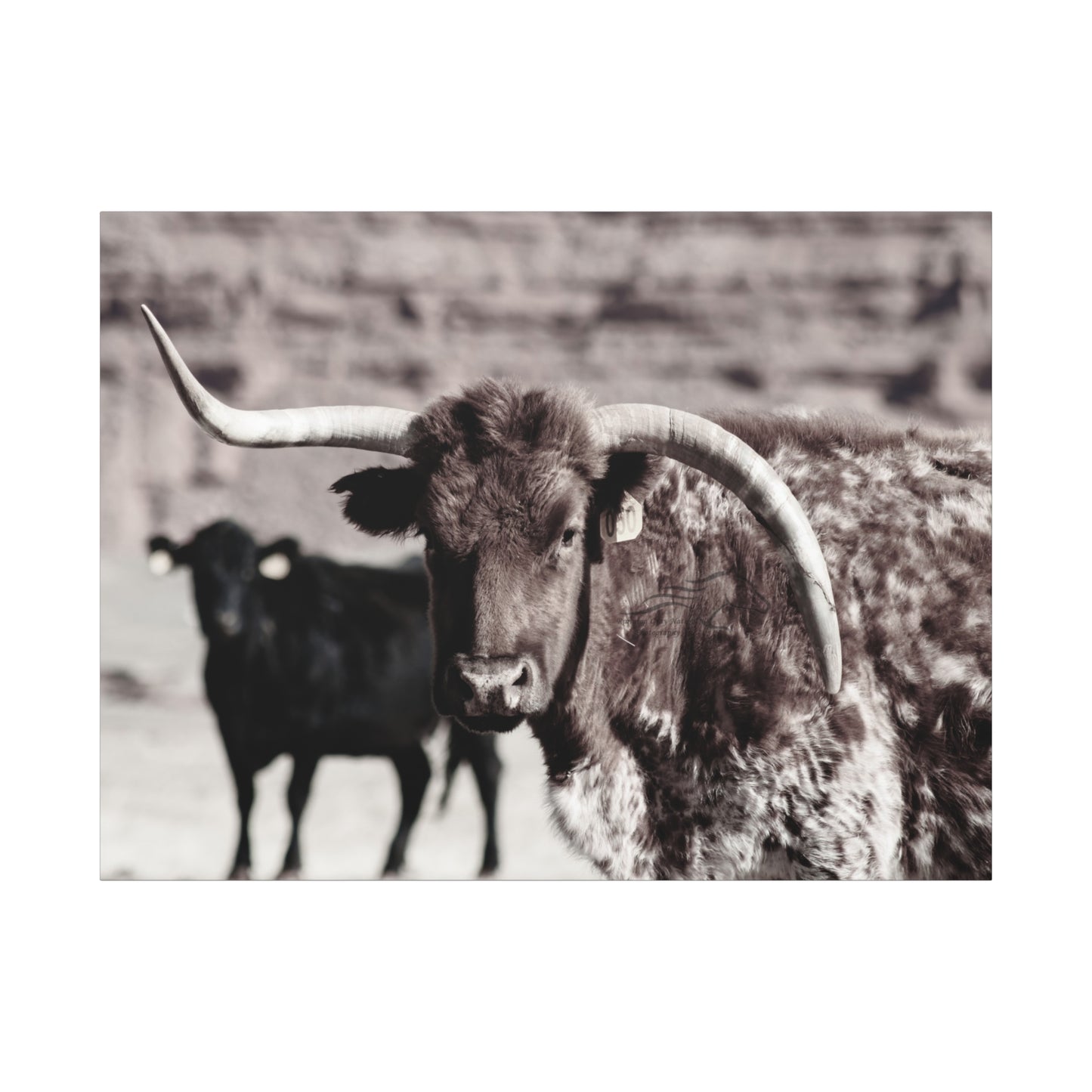 Rustic Longhorn Canvas