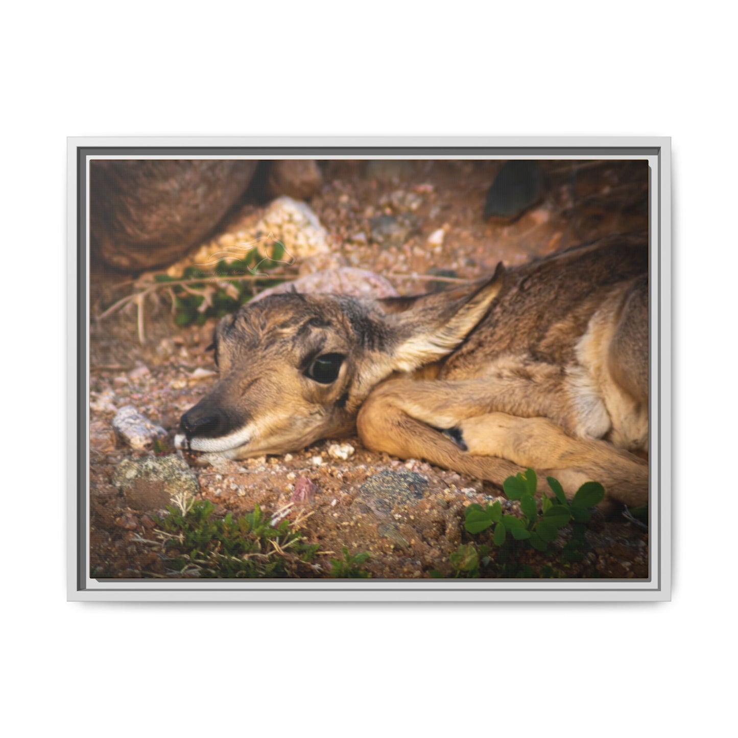 Baby Antelope Framed Canvas