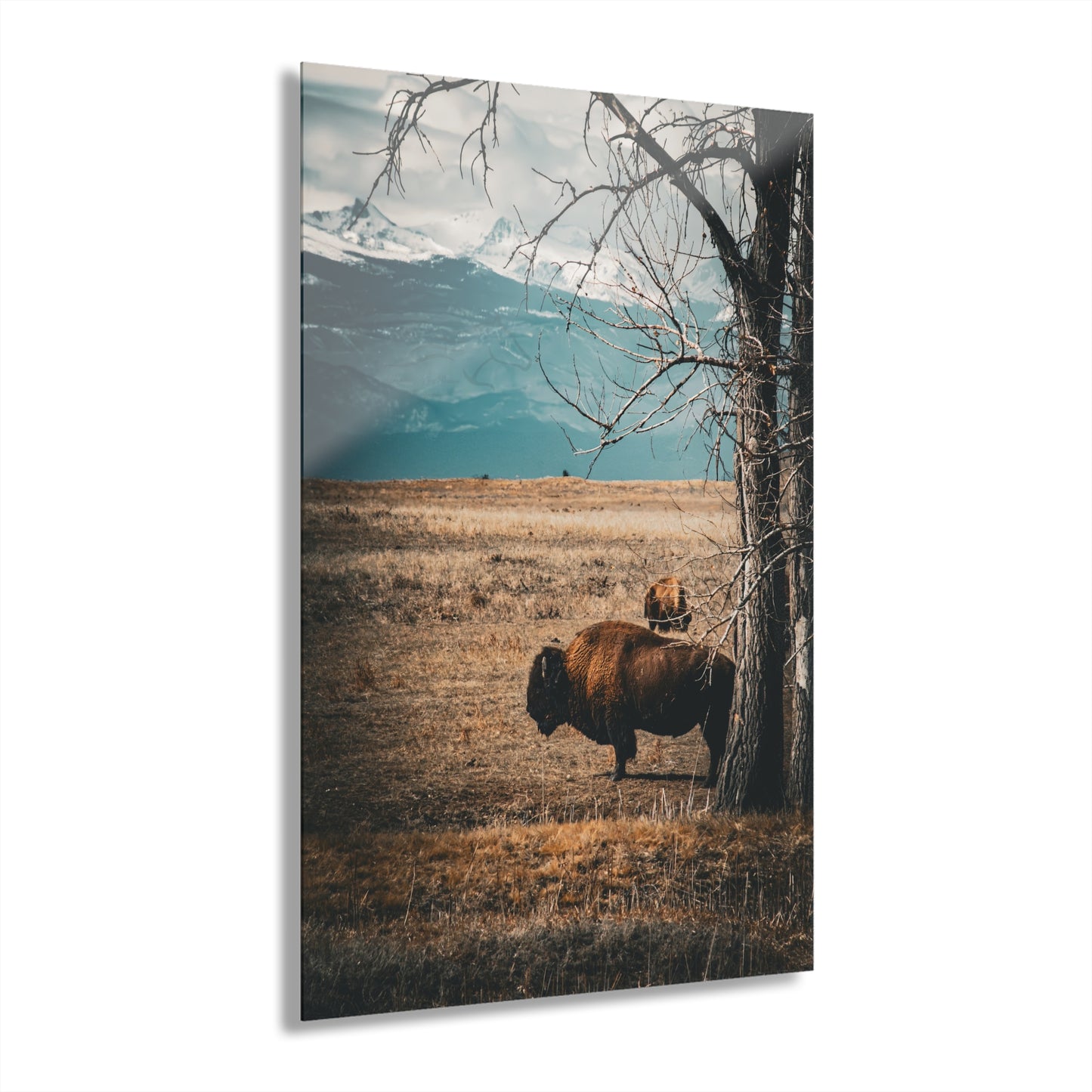 Rustic Bison Mountain Acrylic