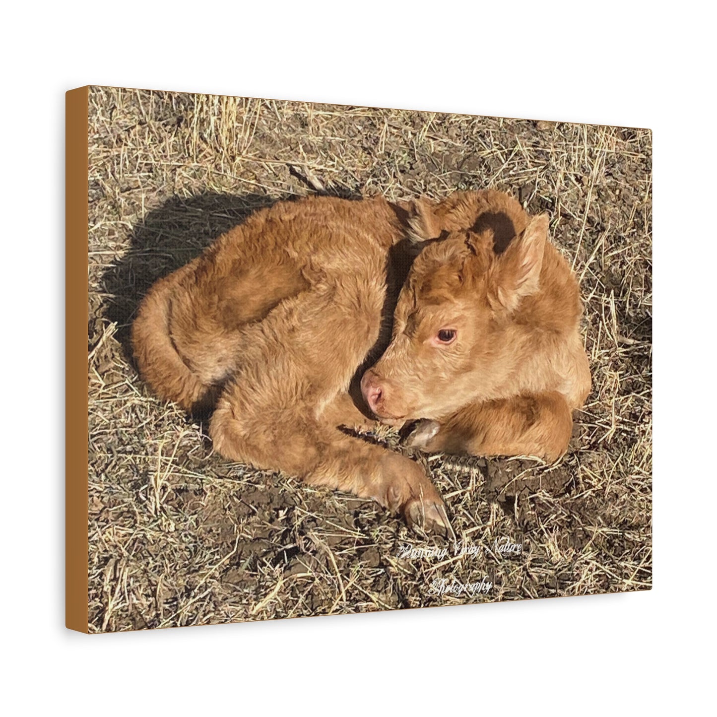 Baby Calf Matte Canvas, Stretched, 1.25"