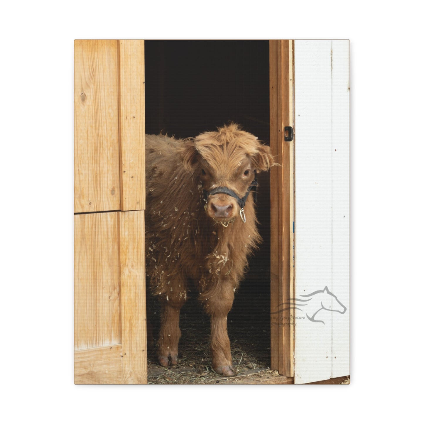 Little Highlander Canvas