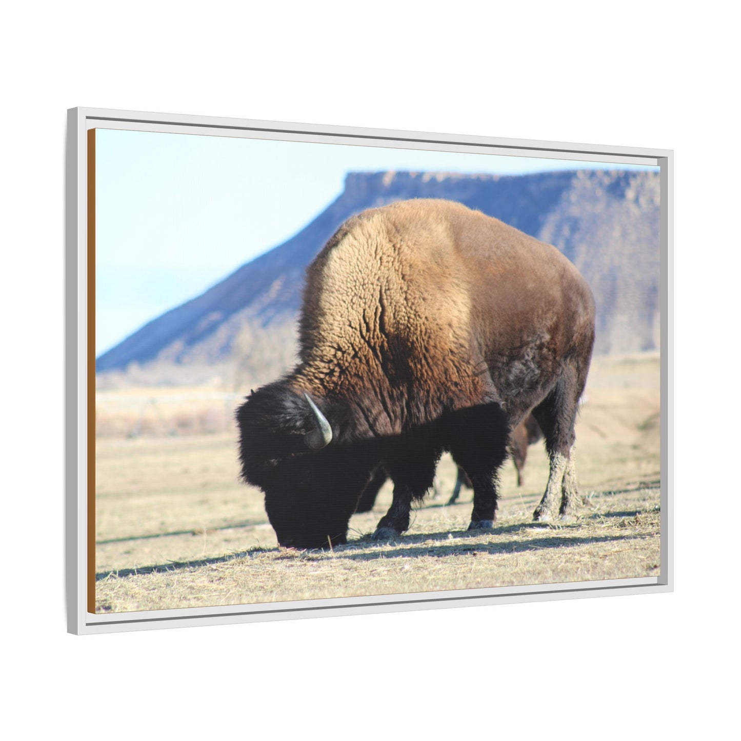 Big Daddy Buffalo Framed Canvas
