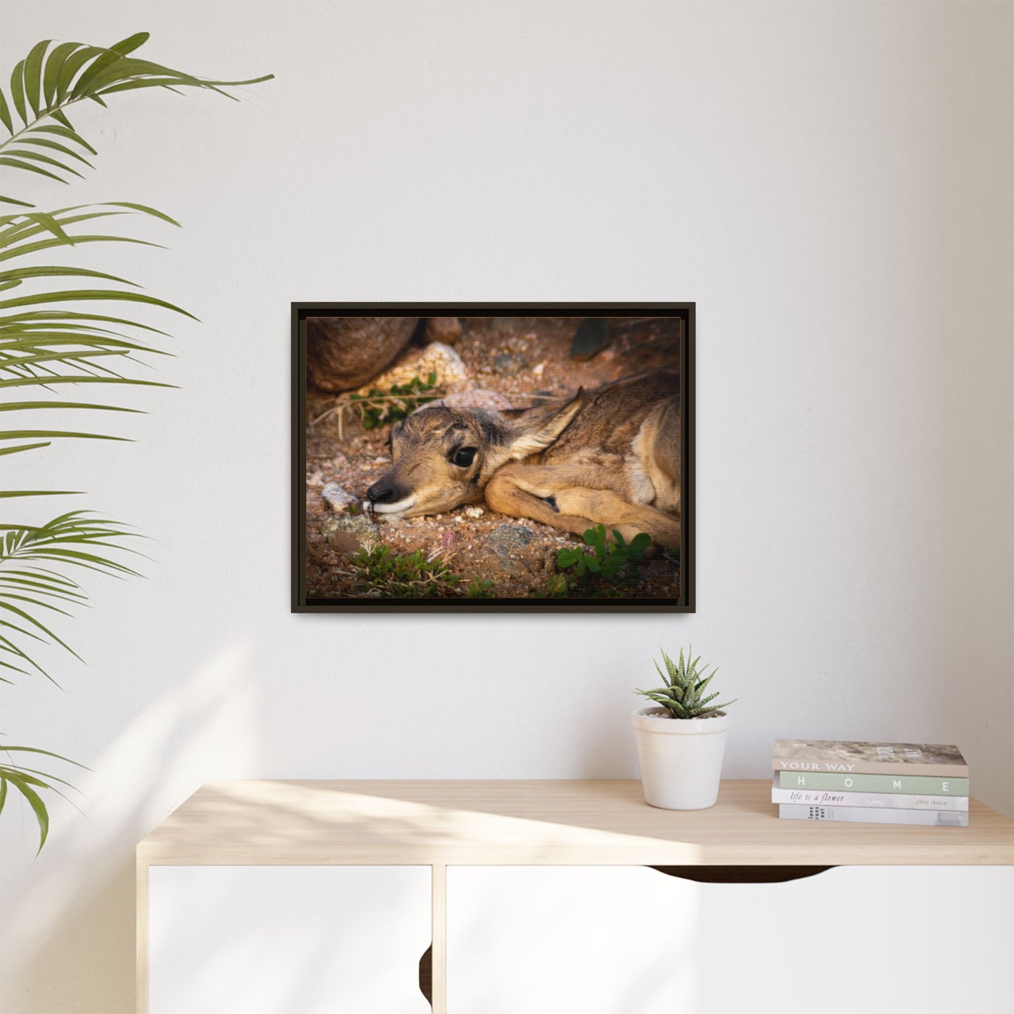Baby Antelope Framed Canvas