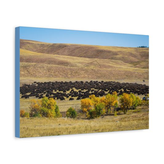 Final look Buffalo Round Up