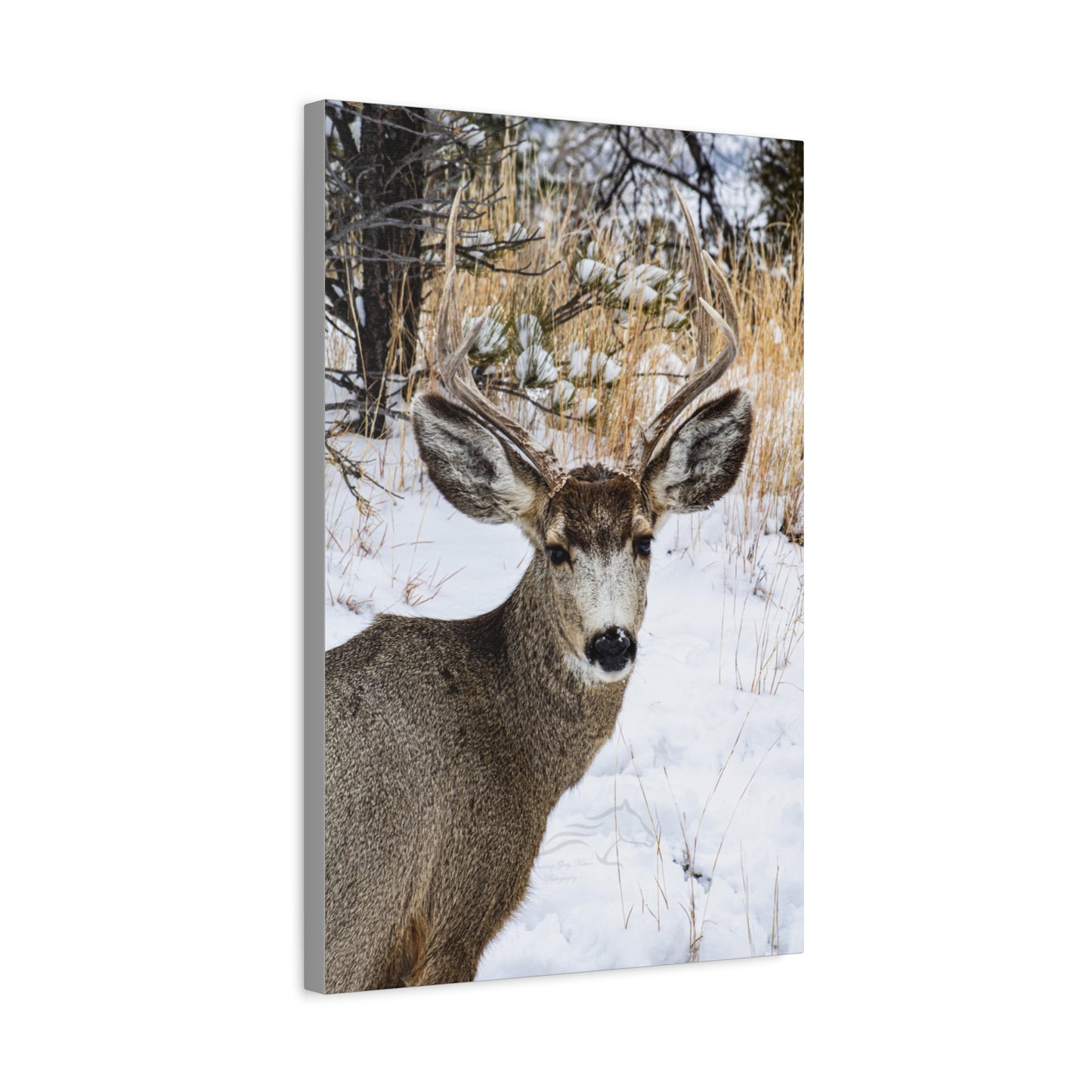 Deer Antlers in February Canvas
