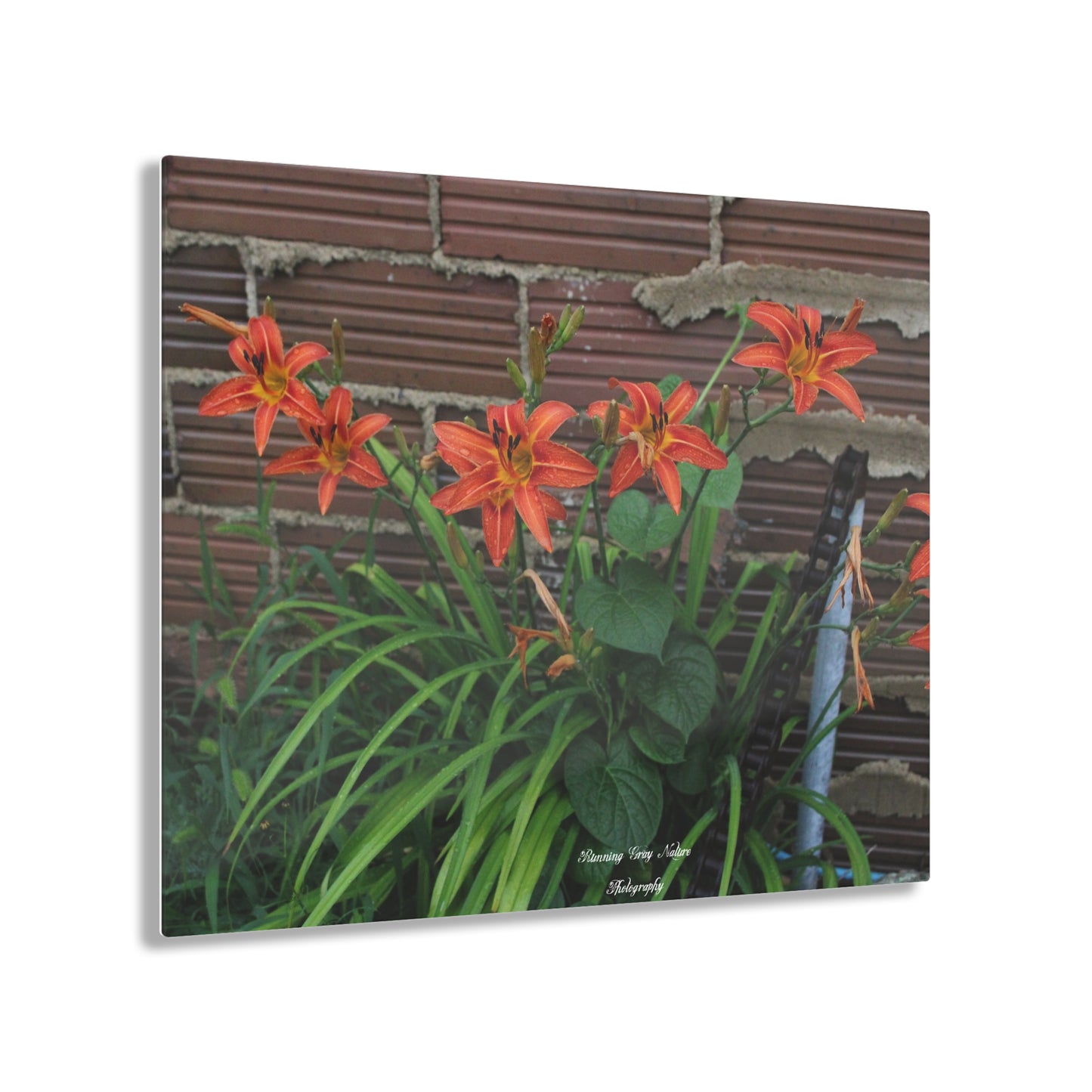 Tiger Orange Day Lily Acrylic Prints