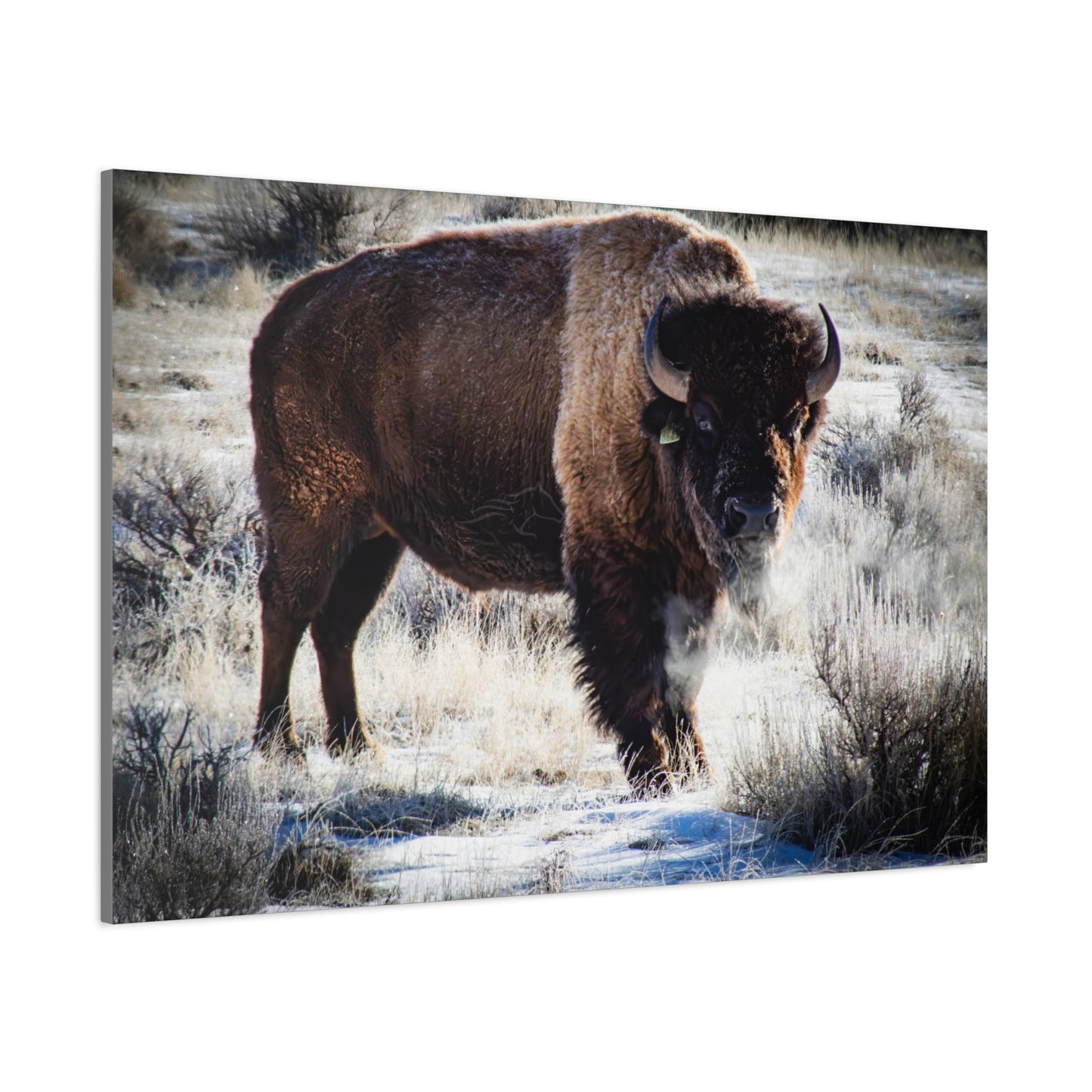 Early Morning Buffalo Canvas