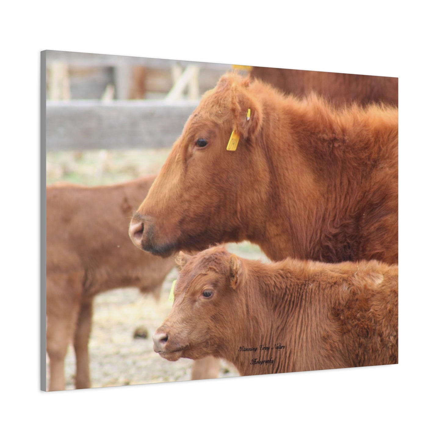 Momma and Baby Calf Matte Canvas, Stretched, 1.25"