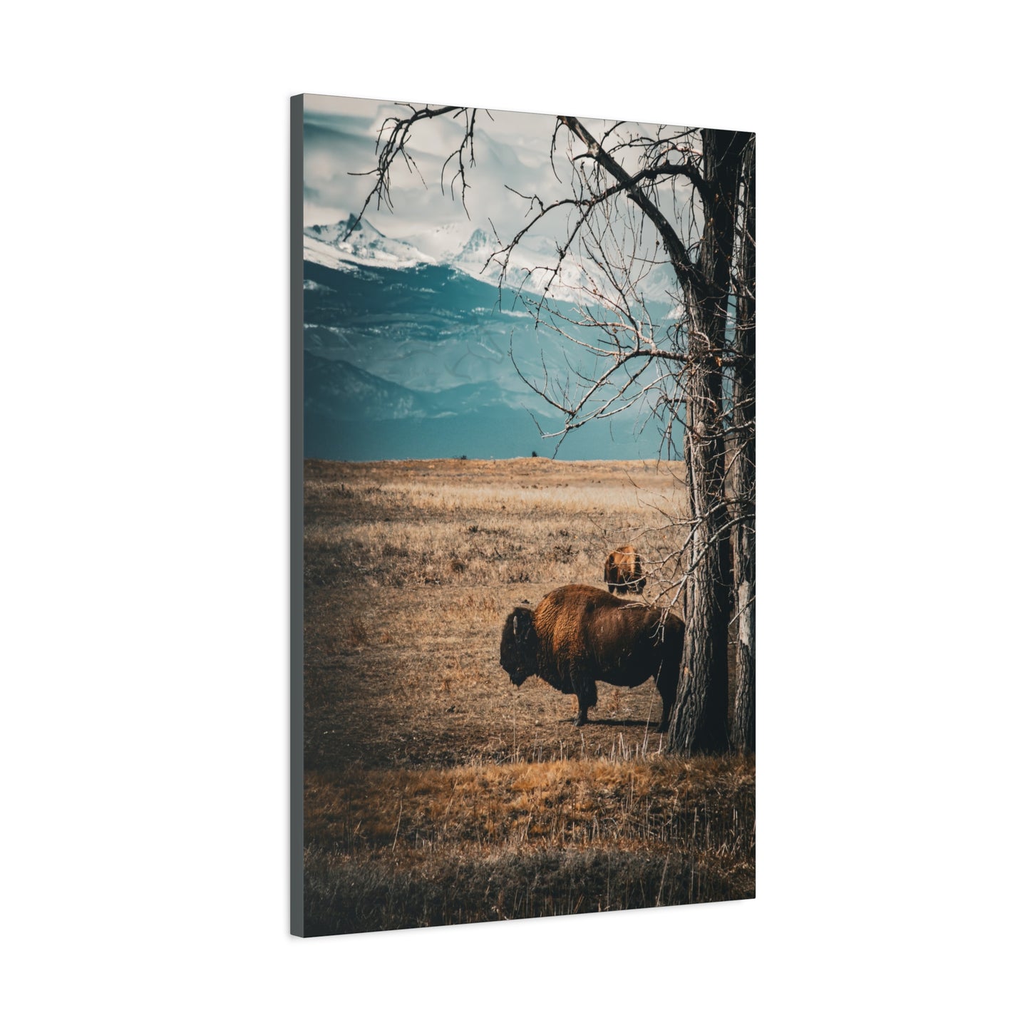 Rustic Bison Mountain Canvas