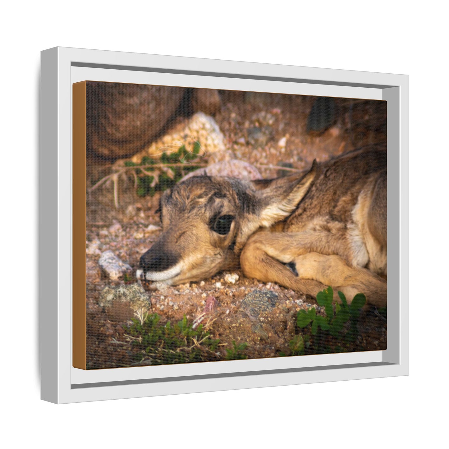 Baby Antelope Framed Canvas