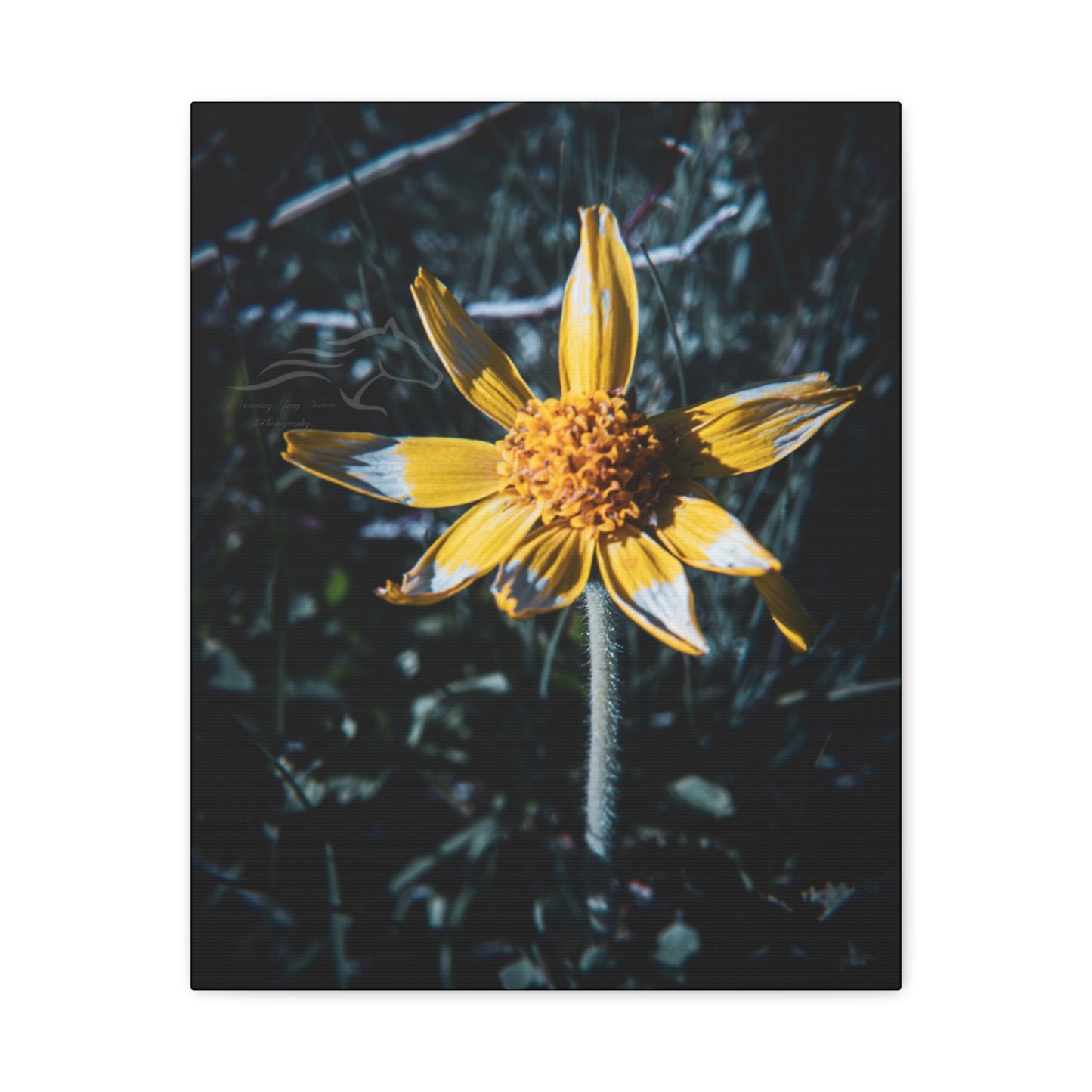 Parish's Goldeneye Canvas