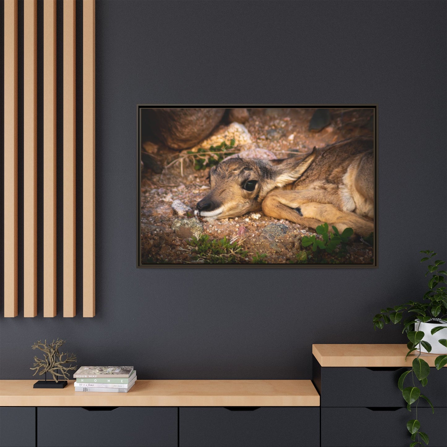 Baby Antelope Framed Canvas