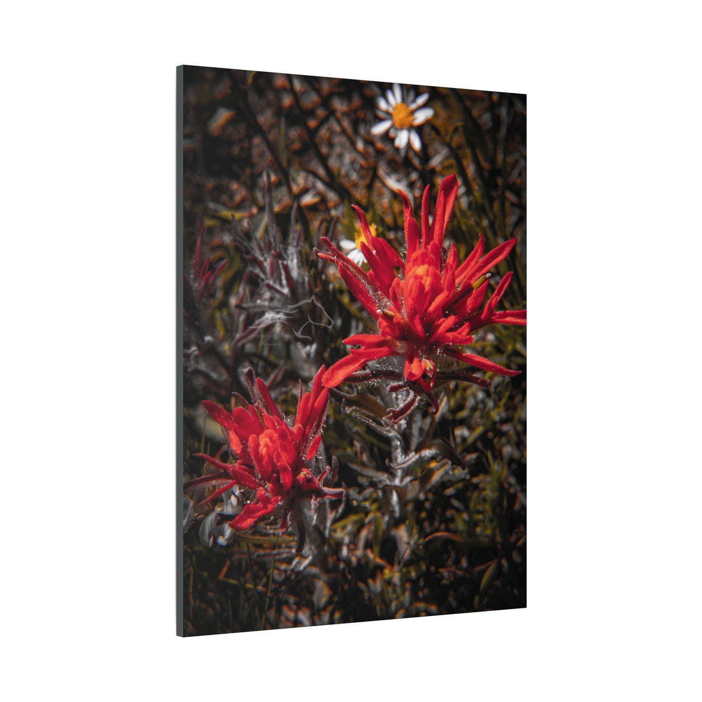 Black and Red Indian Paint Brush Canvas