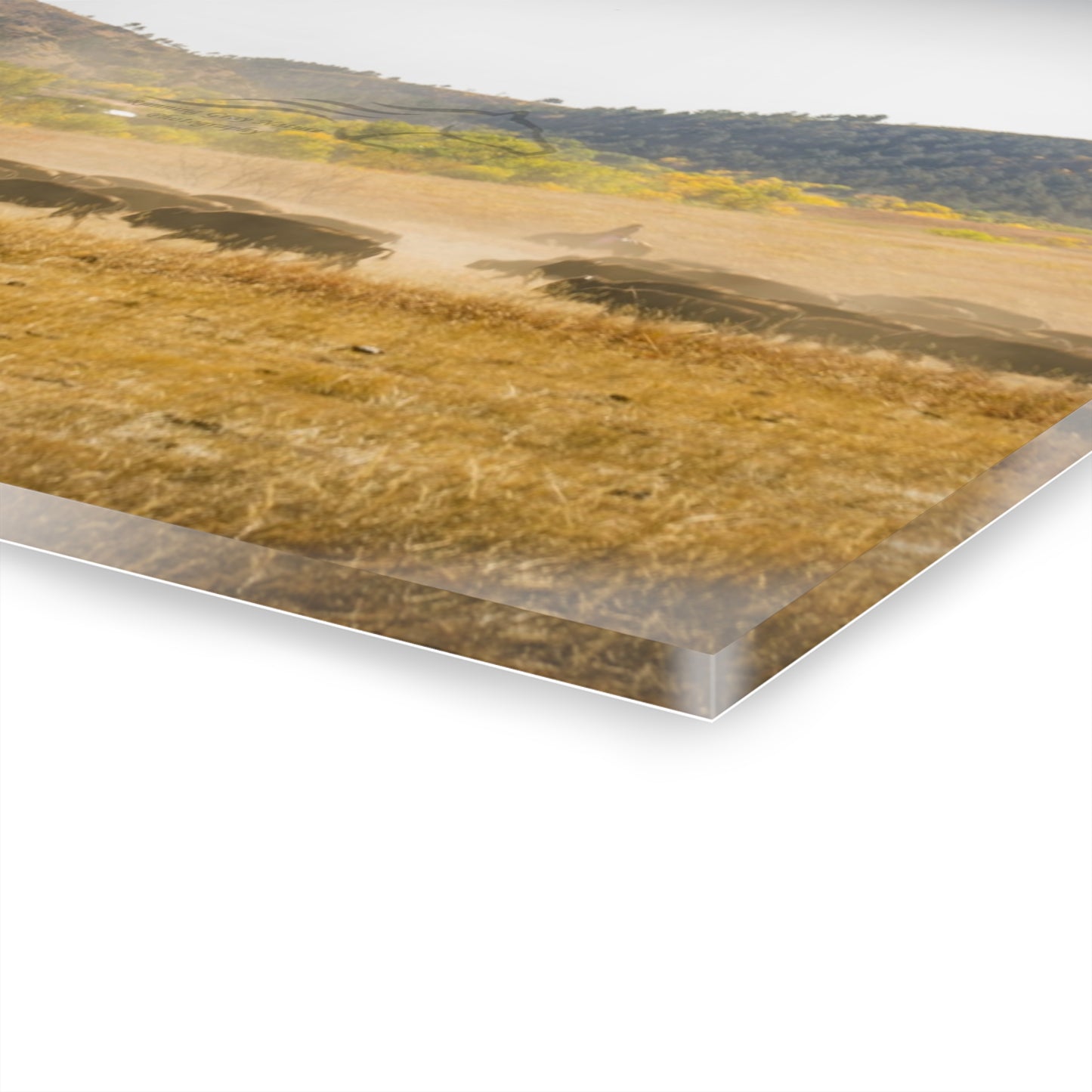 Trucks in the Buffalo Round Up Acrylic