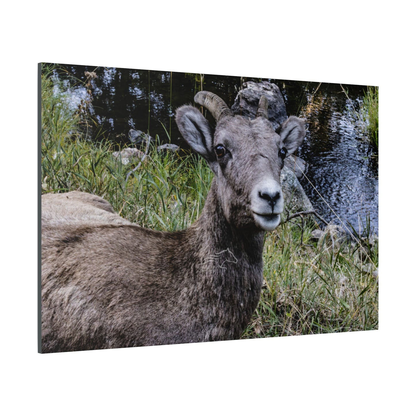 Big Horn Sheep Canvas