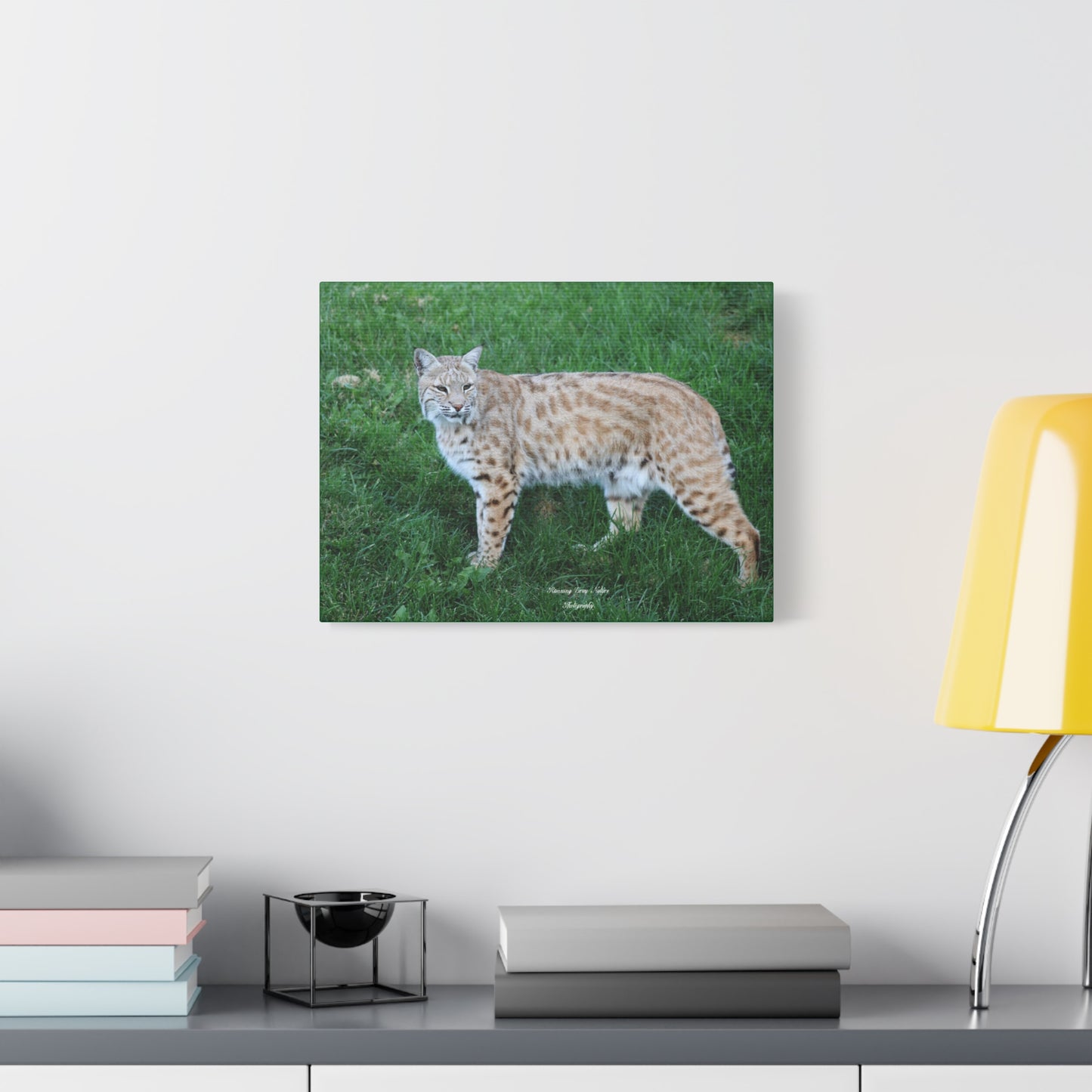 Bobcat Matte Canvas, Stretched, 1.25"