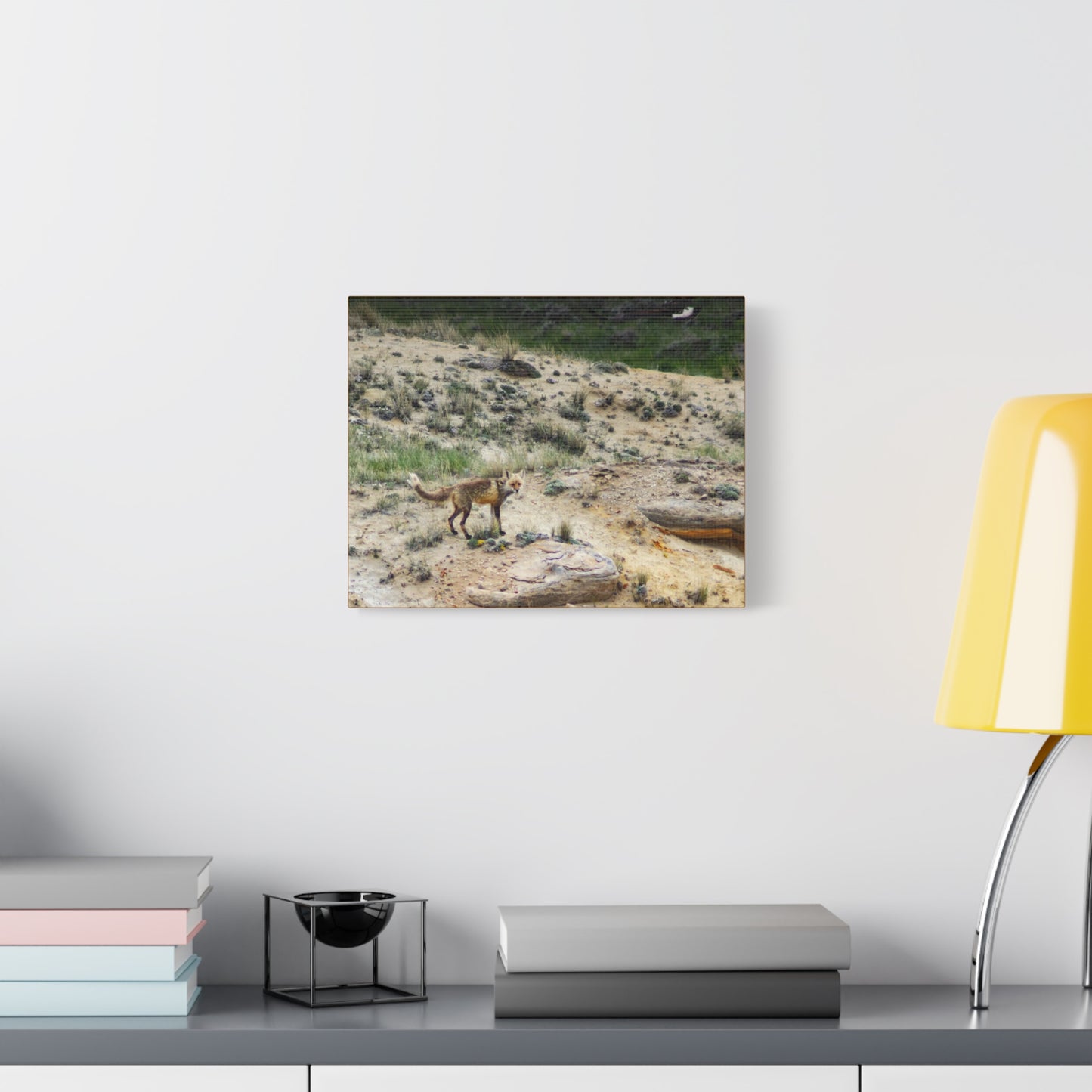 Swift fox and an Eagle