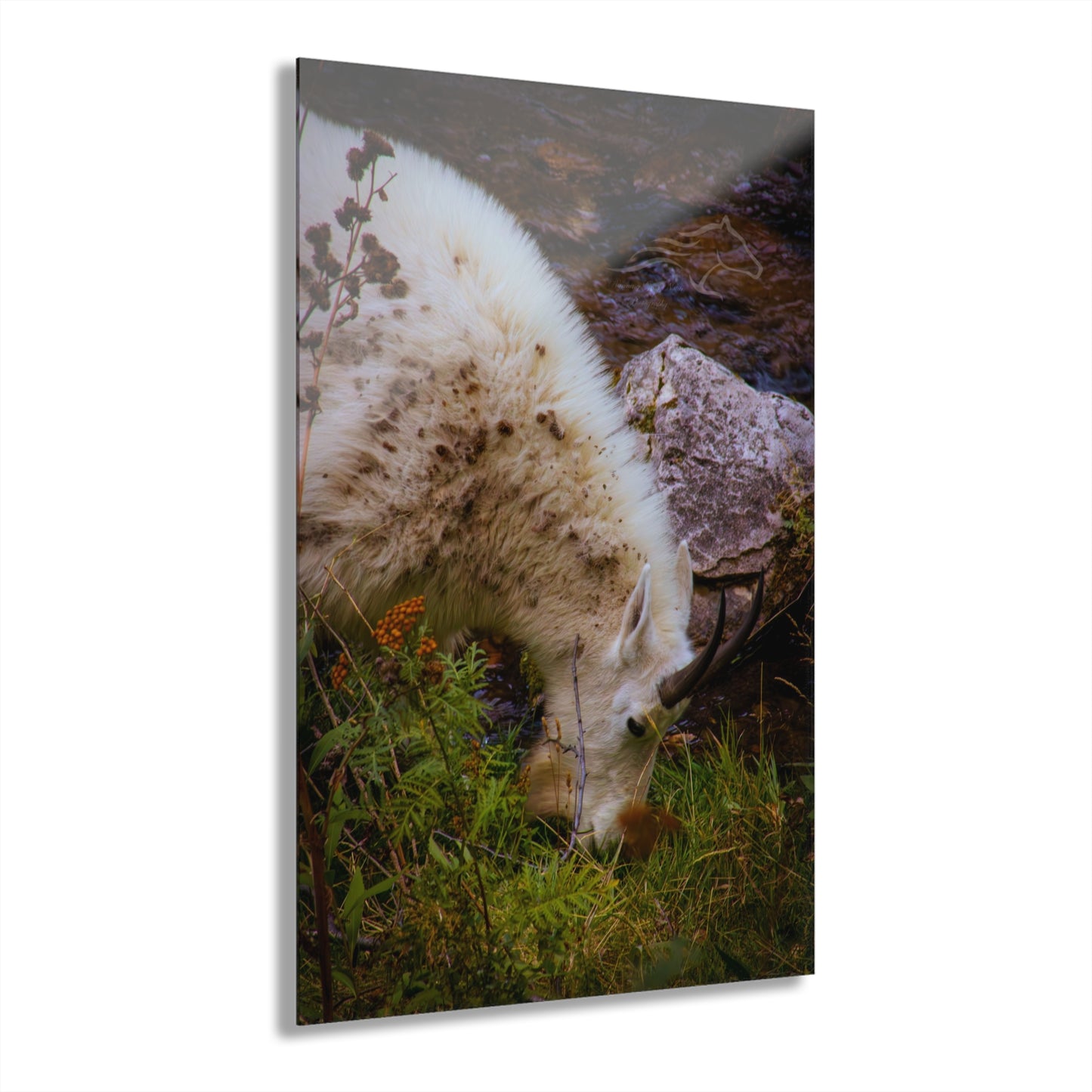 Mountain Goat Acrylic