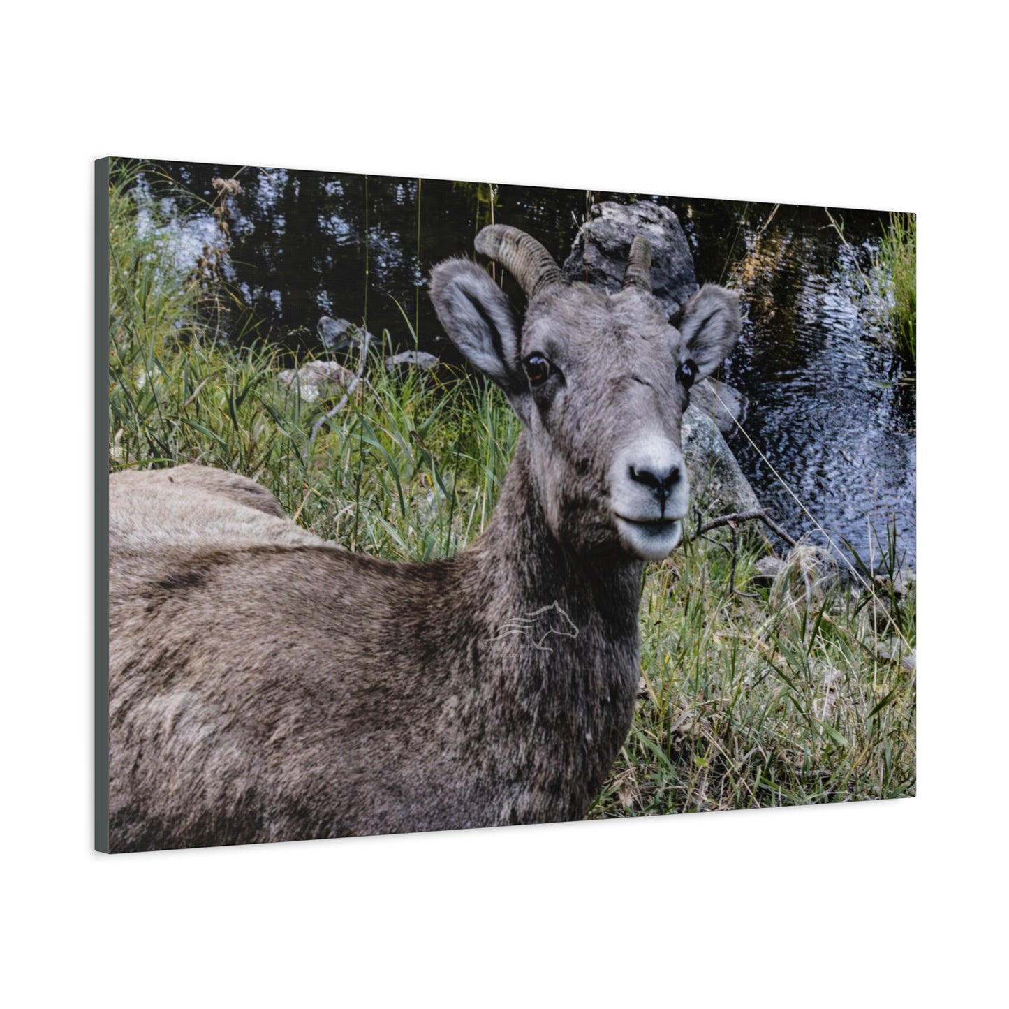 Big Horn Sheep Canvas