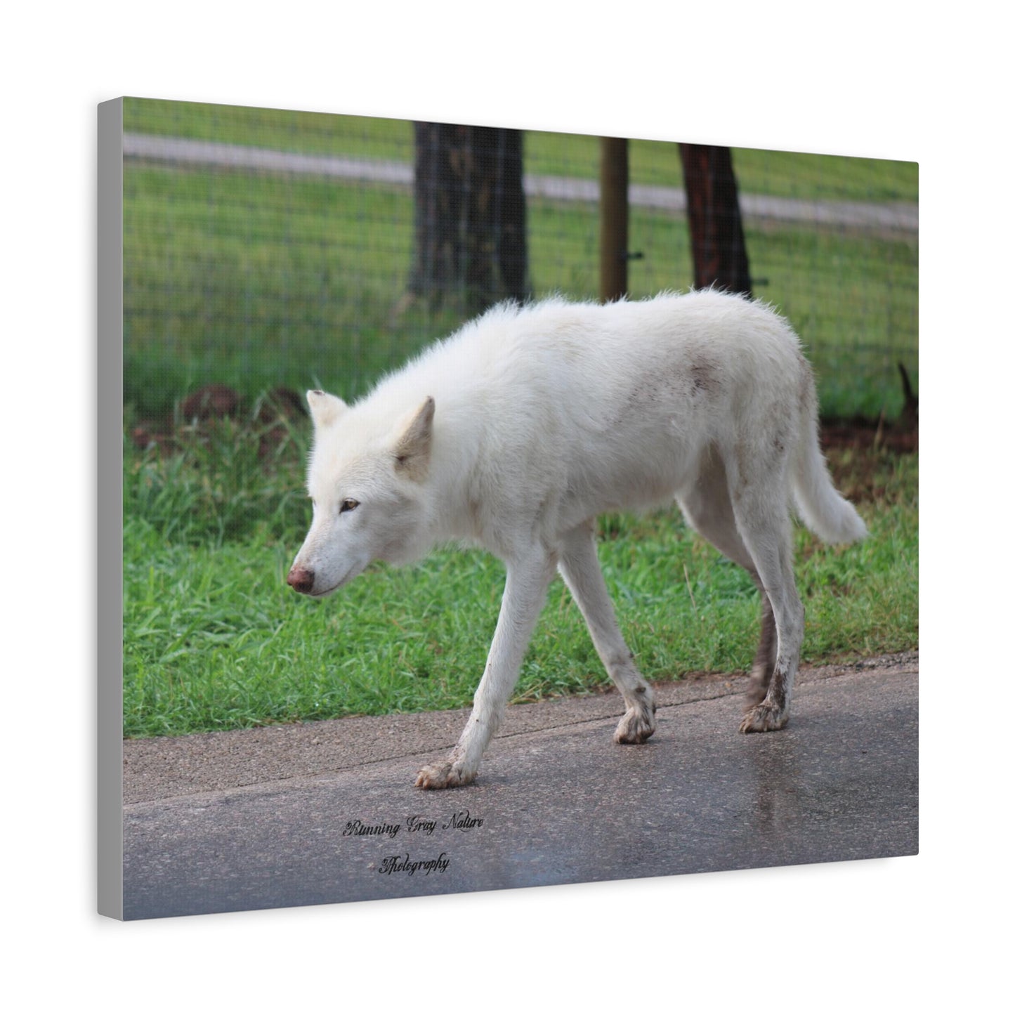 White Wolf Matte Canvas, Stretched, 1.25"